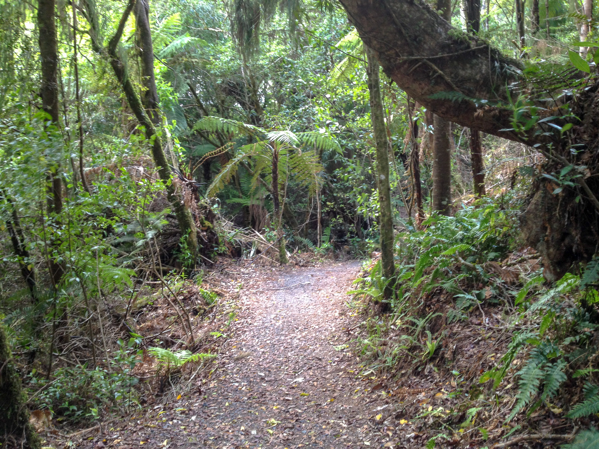 Jungle hike.