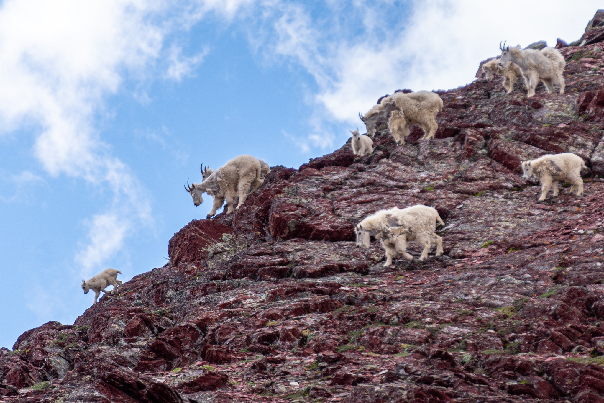 Section 1-1: Glacier National Park. Mountain Goats, High Passes, Clear Lakes, and Unbelievable Views (16 photos, 2 videos)
