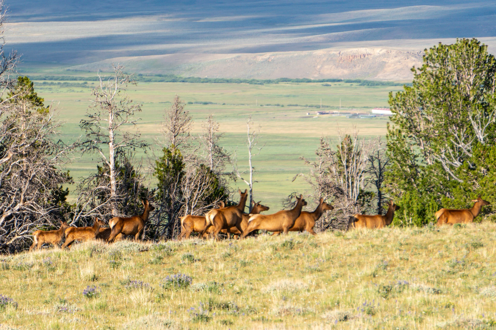 Section 7: Summits, Bulldozers, Bone Pits, Elk Herds, and Cow Stampedes (31 photos, 5 videos)