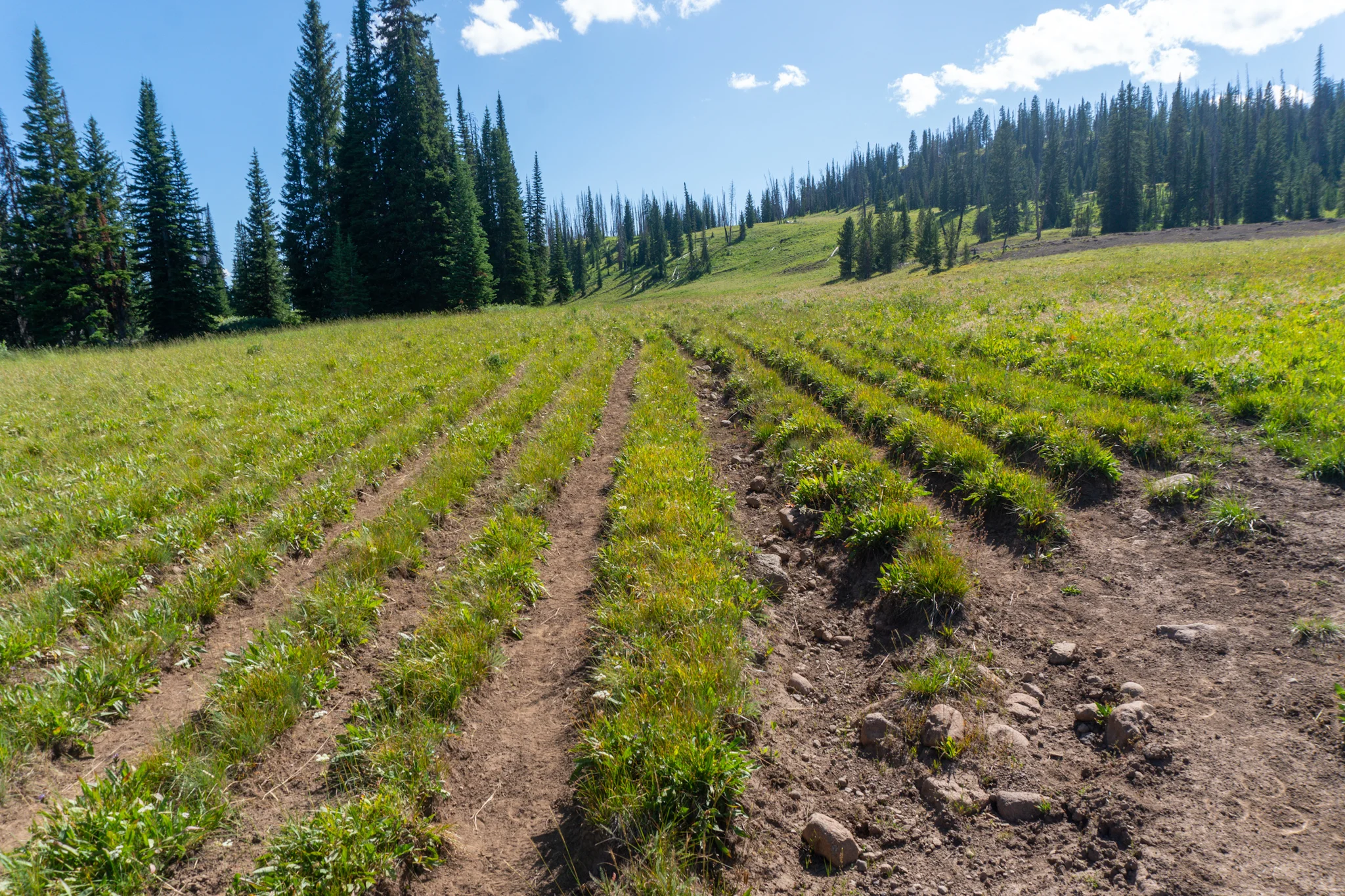 Not a farm field. These are 10 separate treads or lanes along the same trail thanks to horse travel.