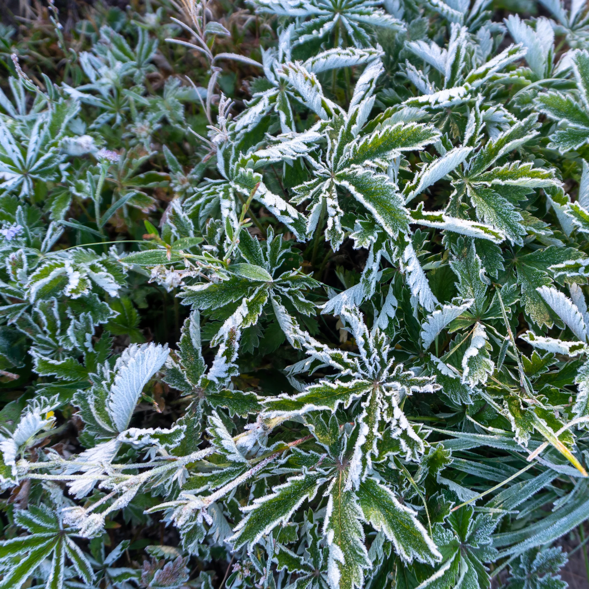 Morning frost.