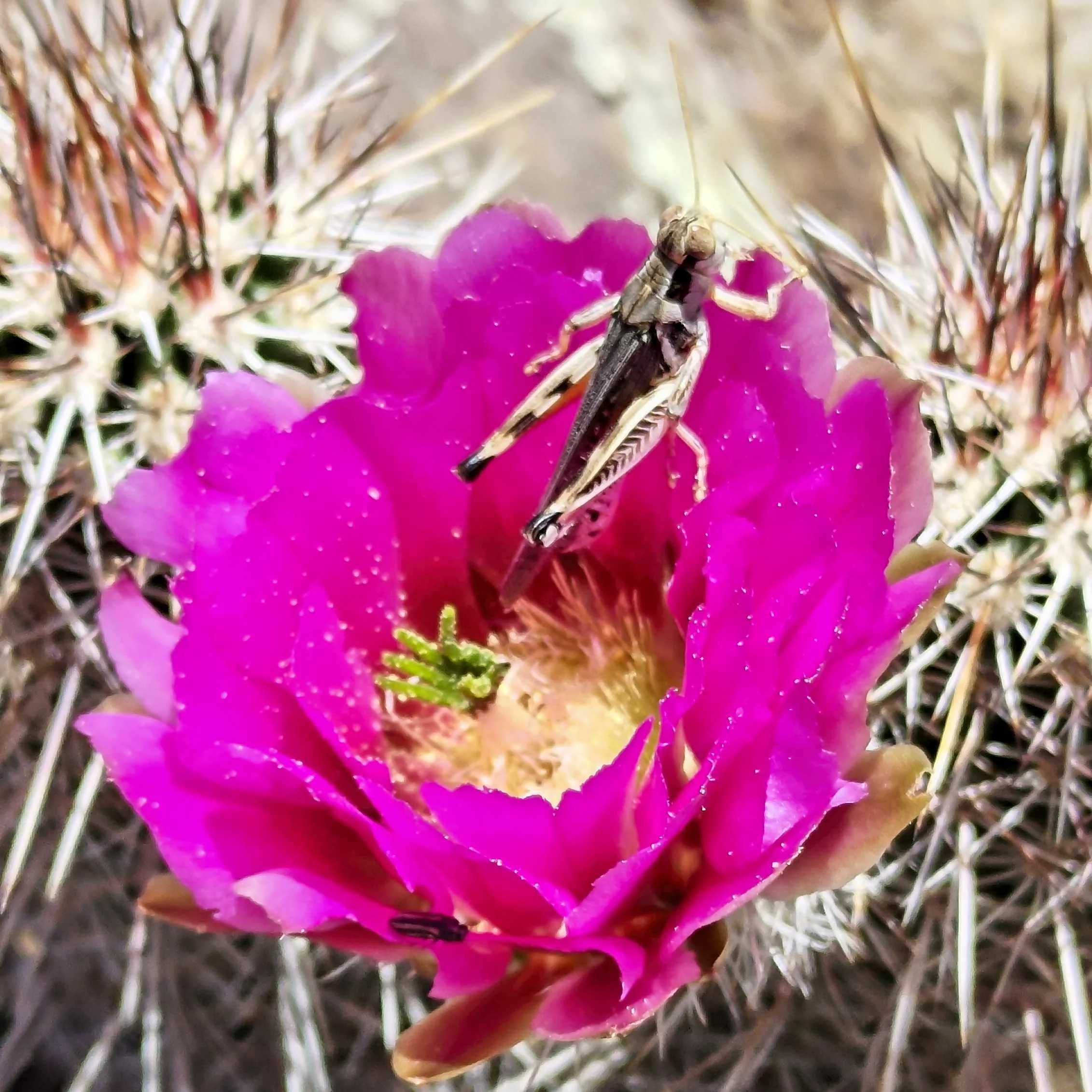 TBT South Loop to Sedona, AZ - Part 1 - (May 12 - 22, 2022)