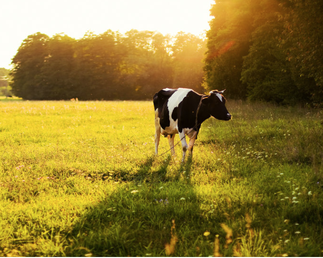 Why I am dairy free.