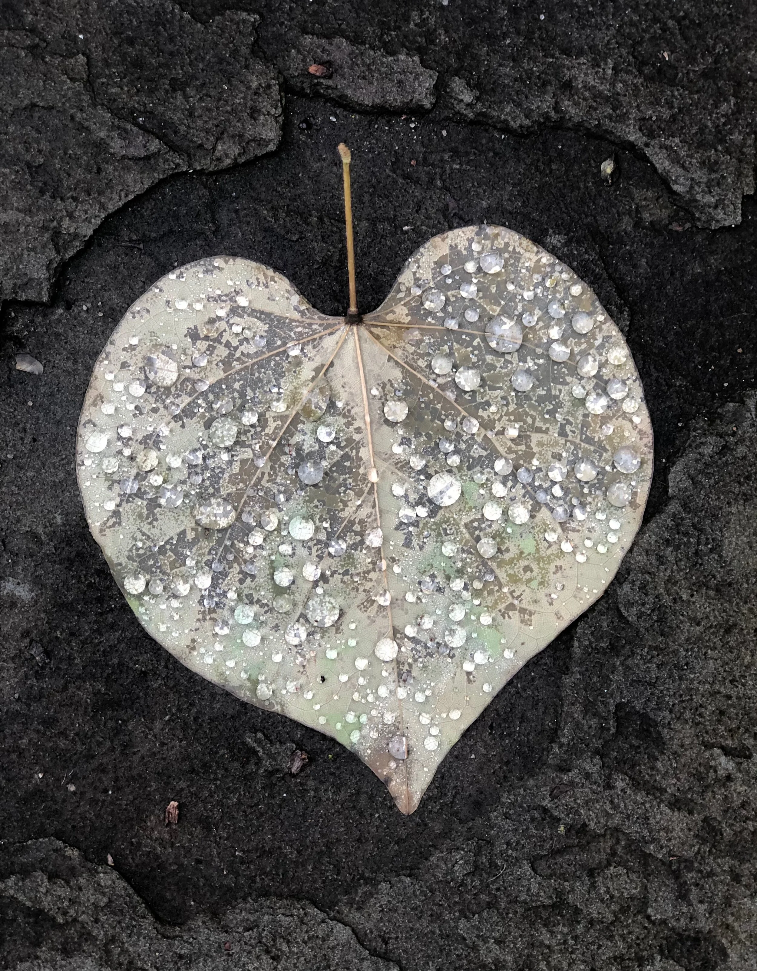 Leaf1.jpg