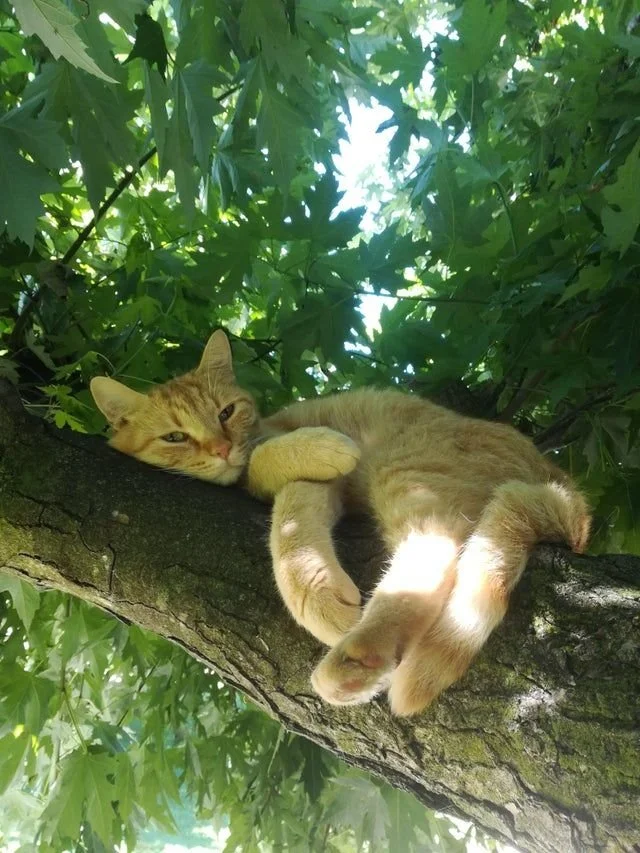Summer vibes.jpeg