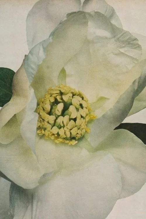 Irving Penn