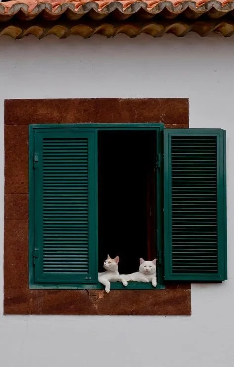 Isla Madeira - Funchal cats.jpeg