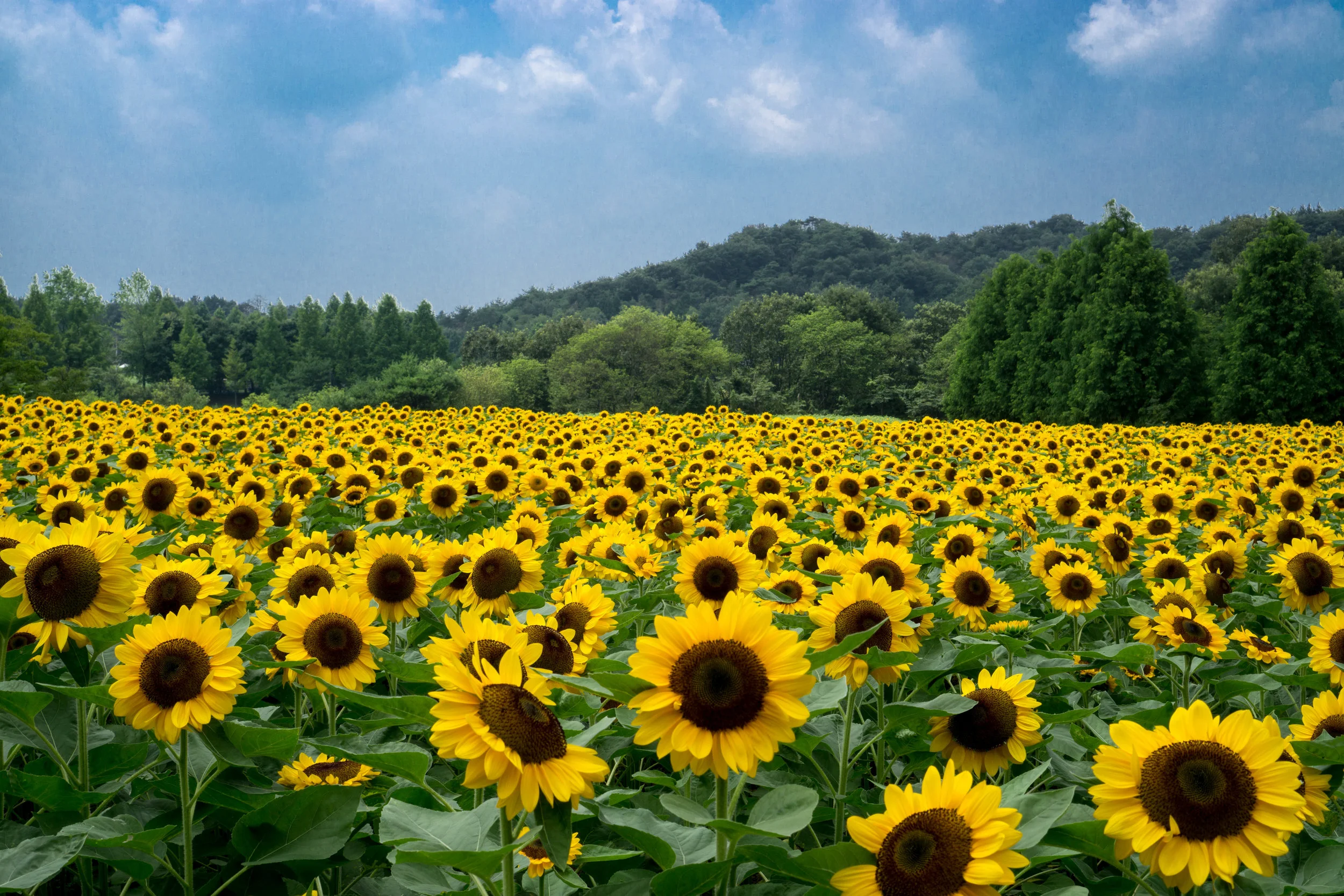 Sunflower Field II.jpg