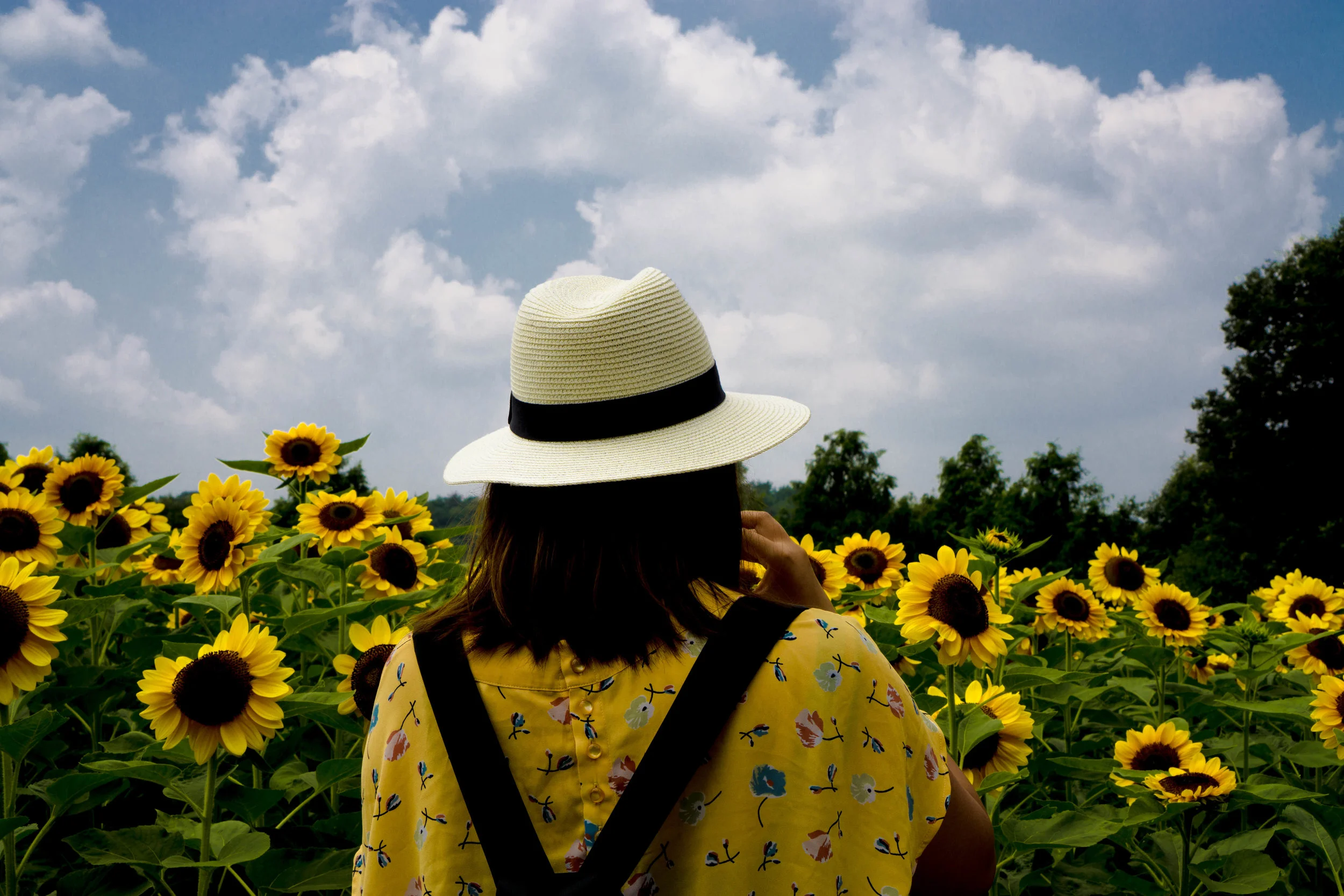Sunflower Field.jpg