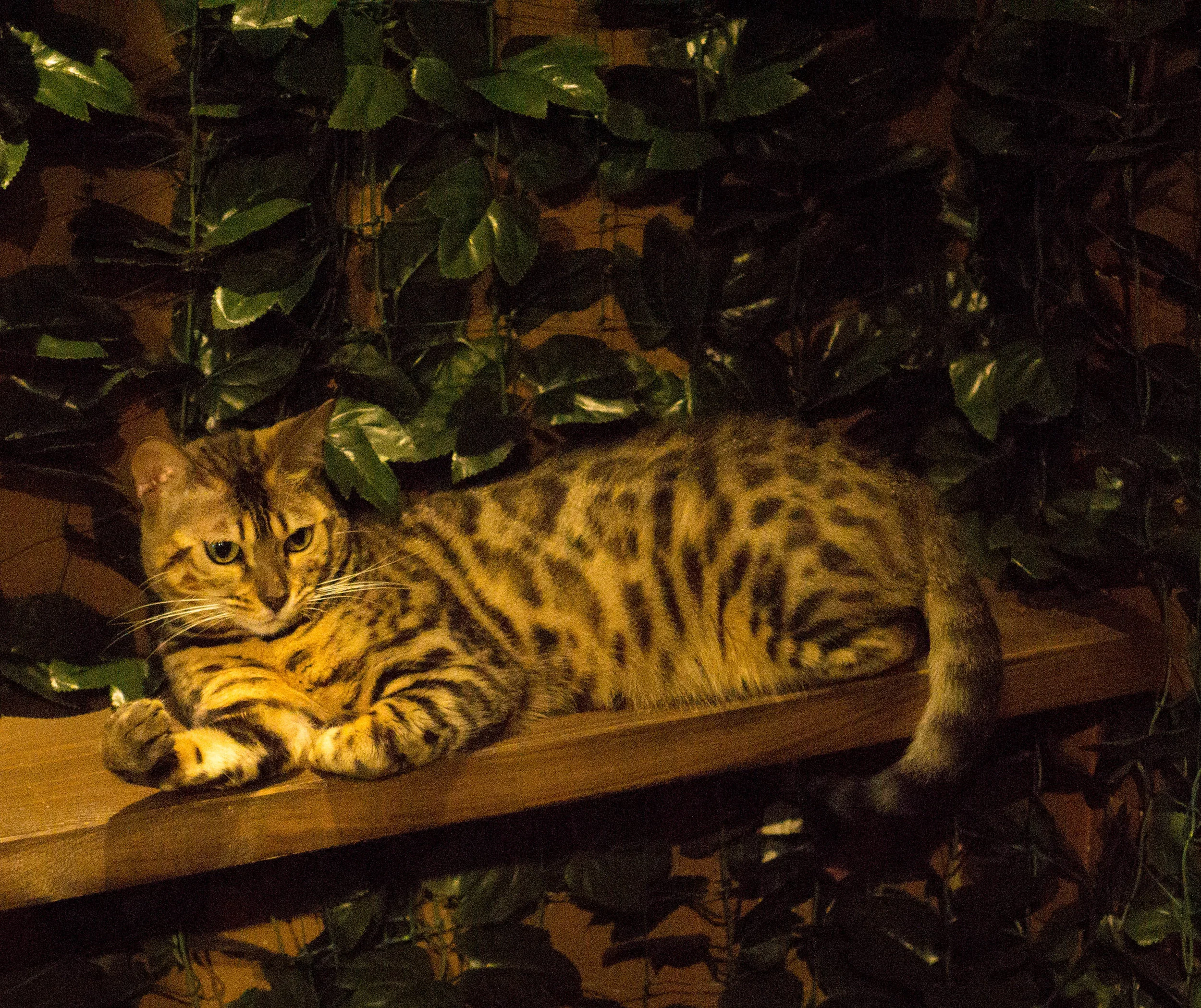 neko cafe II.jpg