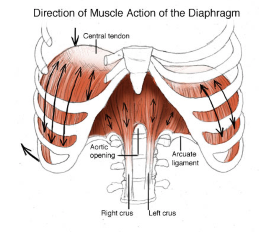 Diaphragm Muscle