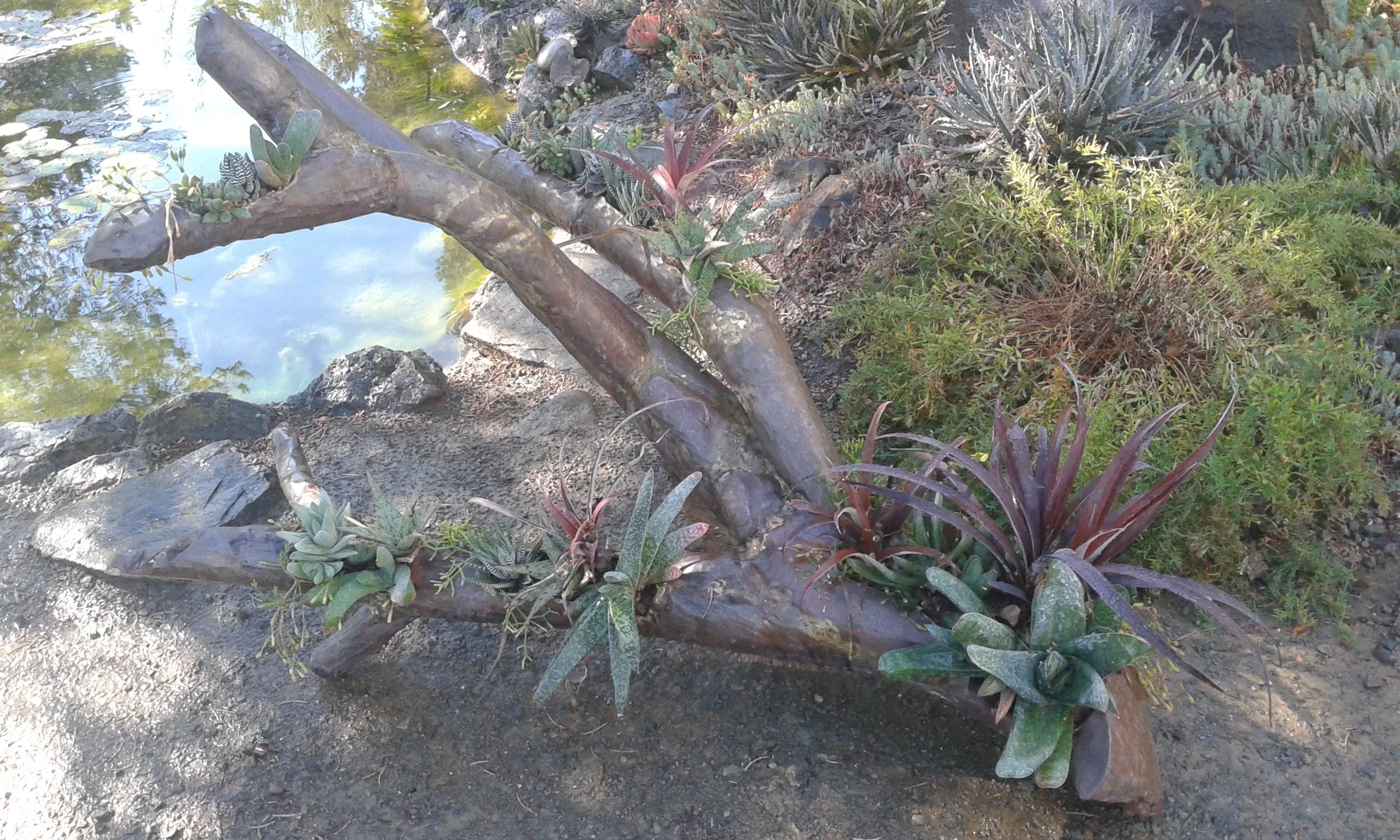 This copper multi-branched tree limb sculpture illustrates design elements such as repetition by repeating the colors of the metal sculpture with the plants. The Rhipsalis repeats the brass soldering, the Cryptbergia 'Red Burst' repeats the warm reddish tones of the copper as do the red tips of the Gasterias . Repetition is used also by installing the same varieties of plants in more than one cavity. A second design element used was scale by the placing larger plants in the larger areas of the sculpture and smaller plants in the smaller areas. Notice the larger and visually heavier plants at the base of the sculpture at the bottom right serving to anchor the piece.