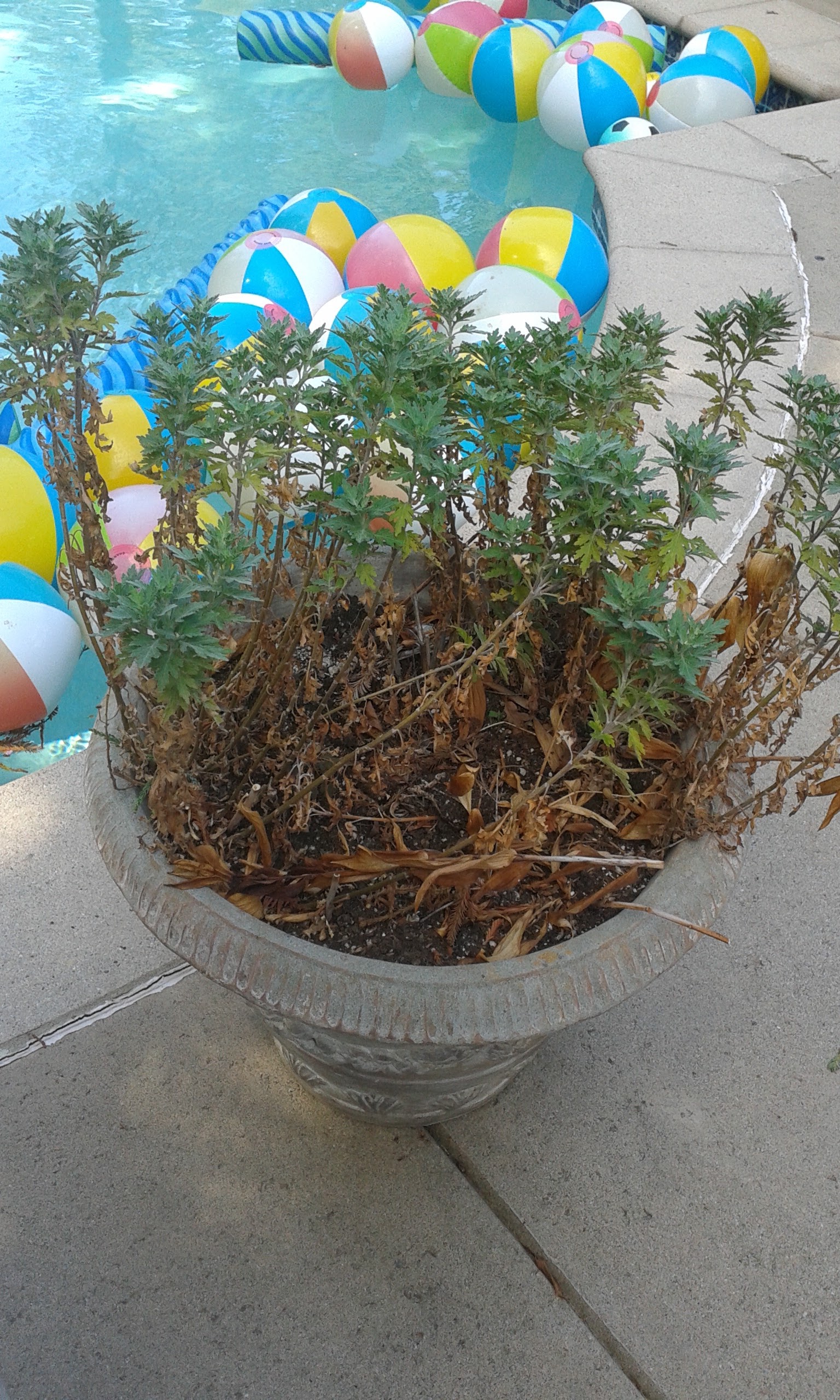 Randy's poolside succulent container BEFORE redo.jpg