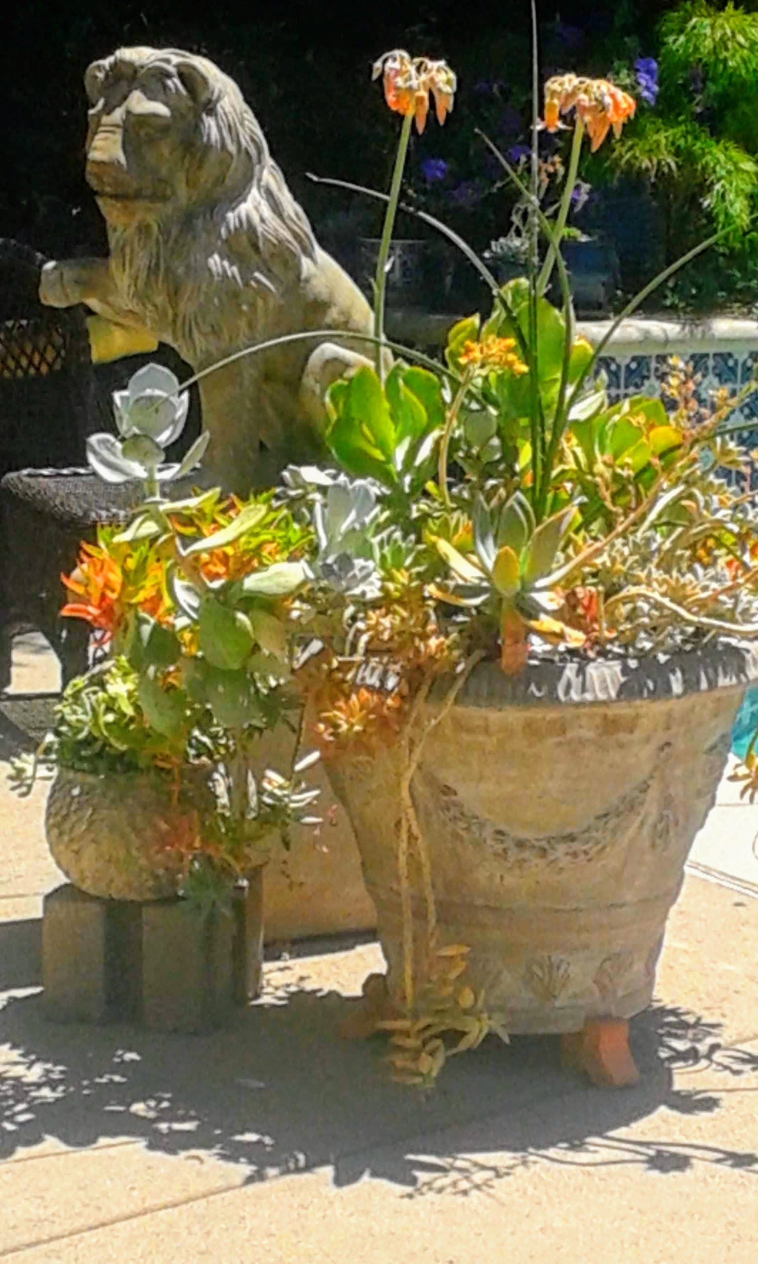 Randy's poolside succulent container garden on 2018-6-26-EFFECTS.jpg