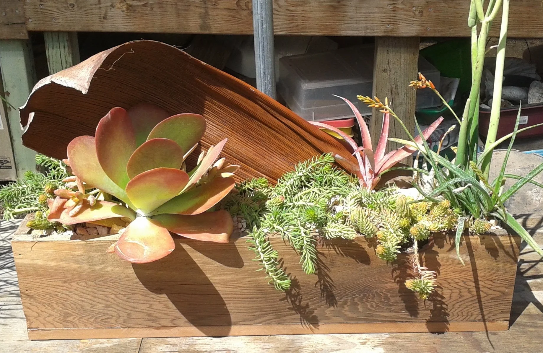 Succulent filled Redwood Box with Jelly Palm Sheath Backdrop