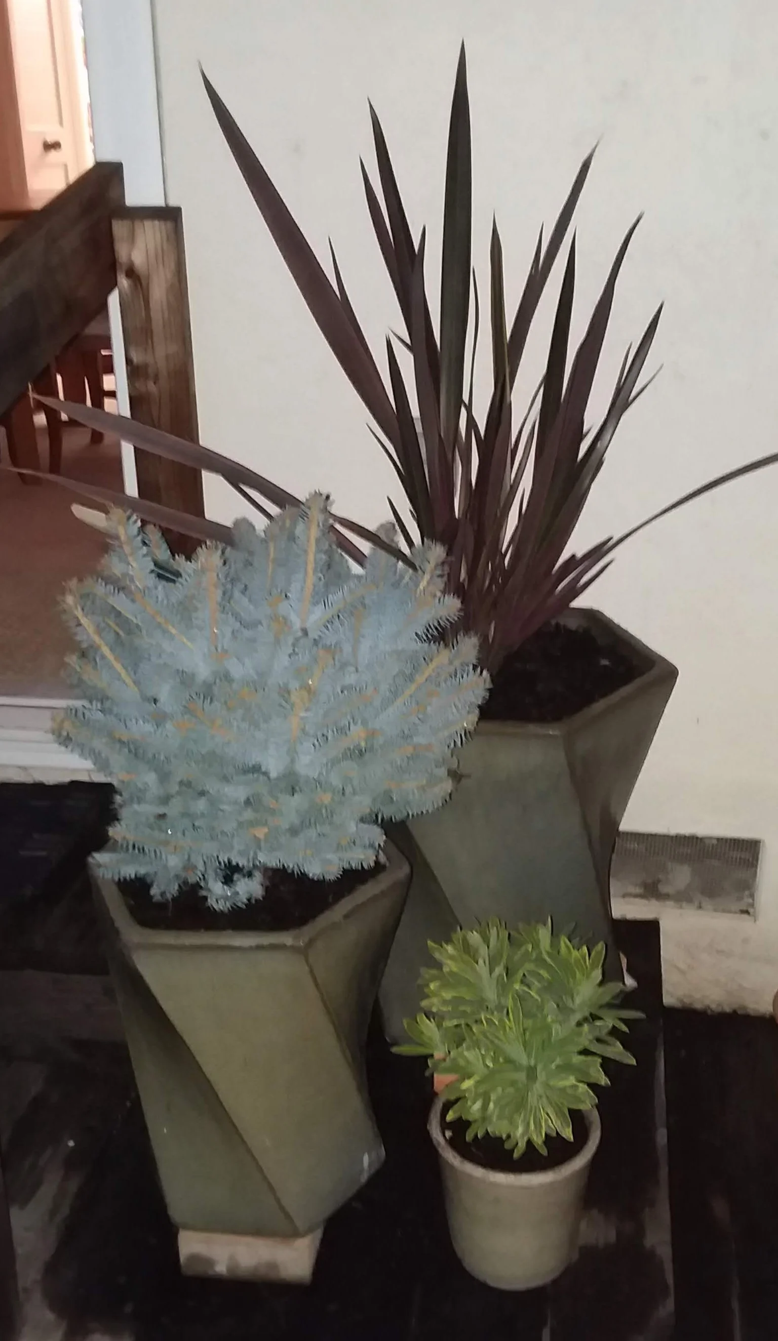M%27alou%27s+newly+planted+pots+to+the+right+of+the+sliding+glass+door+on+Tues.%2C+Oct.+30%2C+2018.jpg