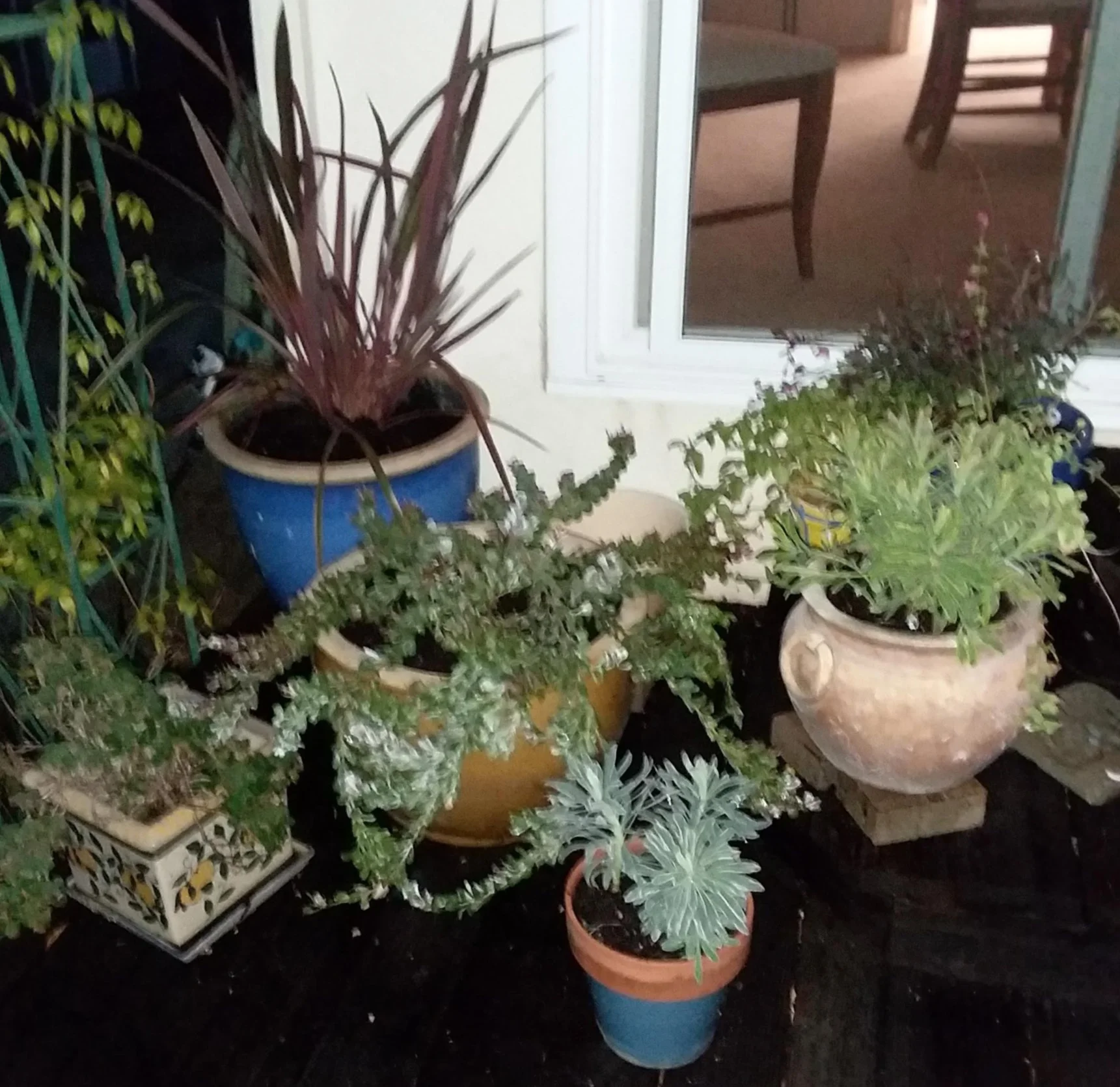 M%27lou%27s+newly+planted+pots+to+the+left+of+the+sliding+glass+door+on+Tues.%2C+Oct.+30%2C+2018.jpg