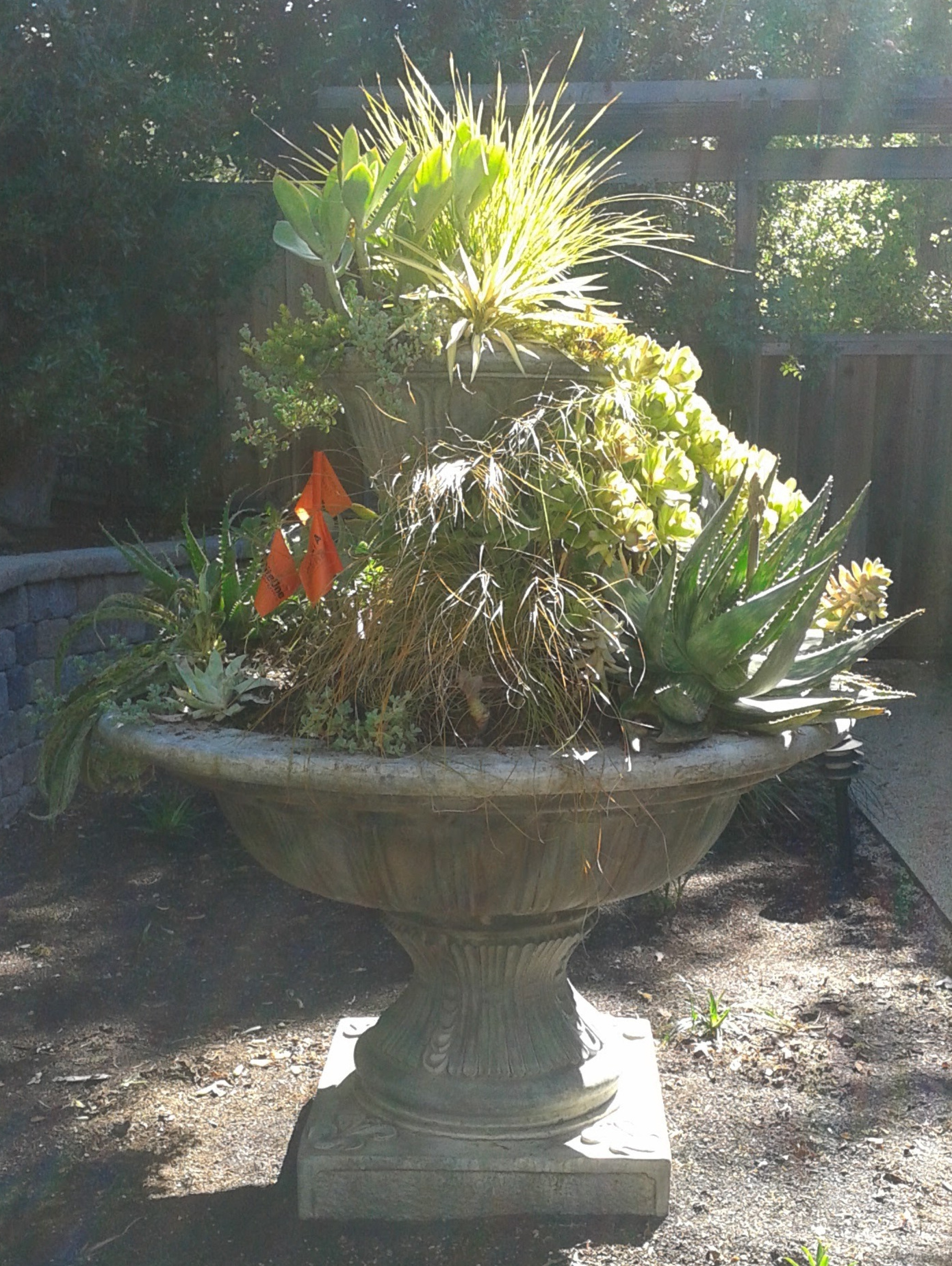 Amason's Succulent Fountain on Monday, April 3, 2017-2.jpg