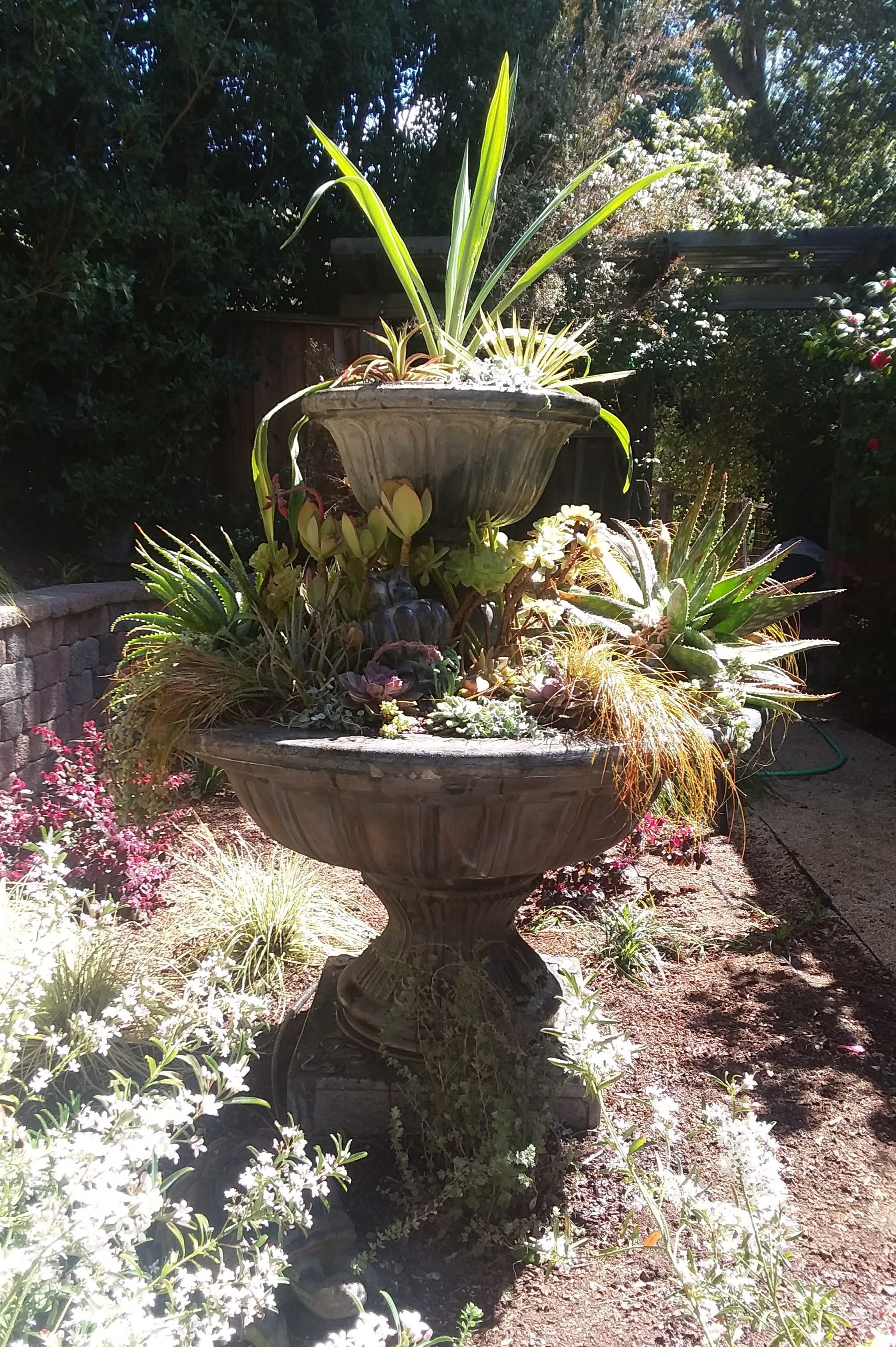 Amason's succulent fountain on Tues., April 9, 2019-2.jpg