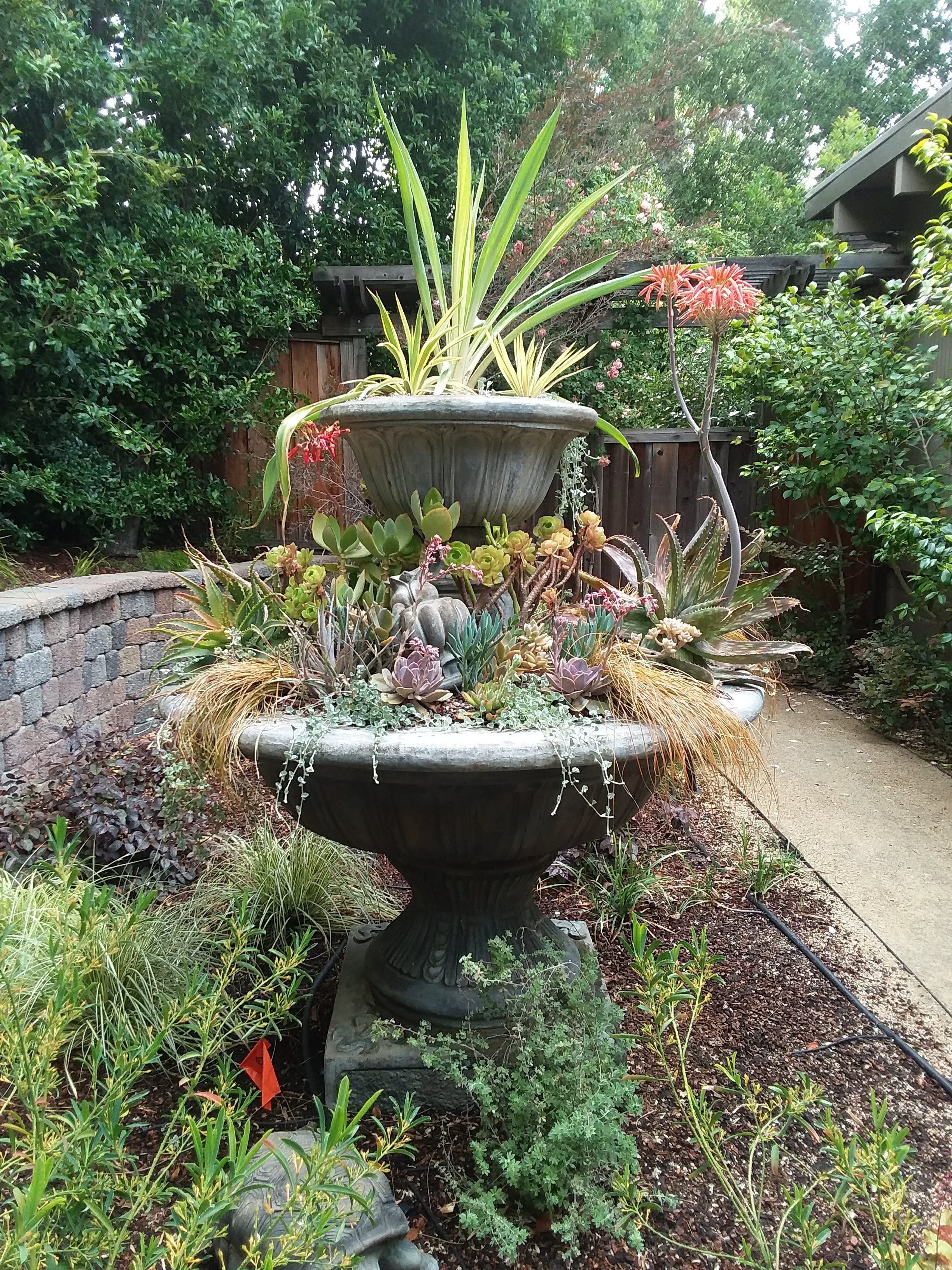 Amason's Succulent Fountain on Fri., May 17, 2019-2.jpg