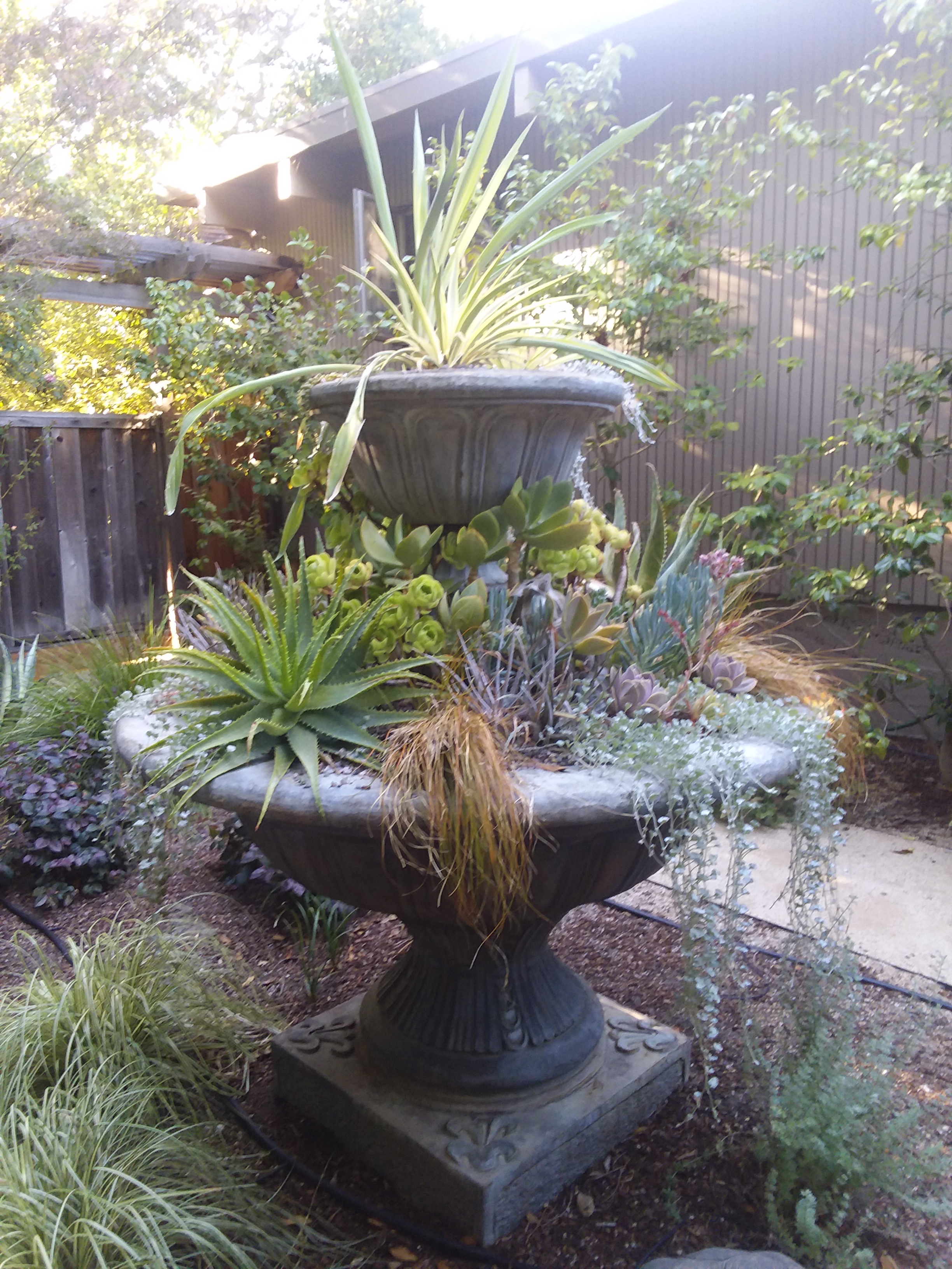 Amason's Succulent Fountain on Tues., July 23, 2019 -2.jpg