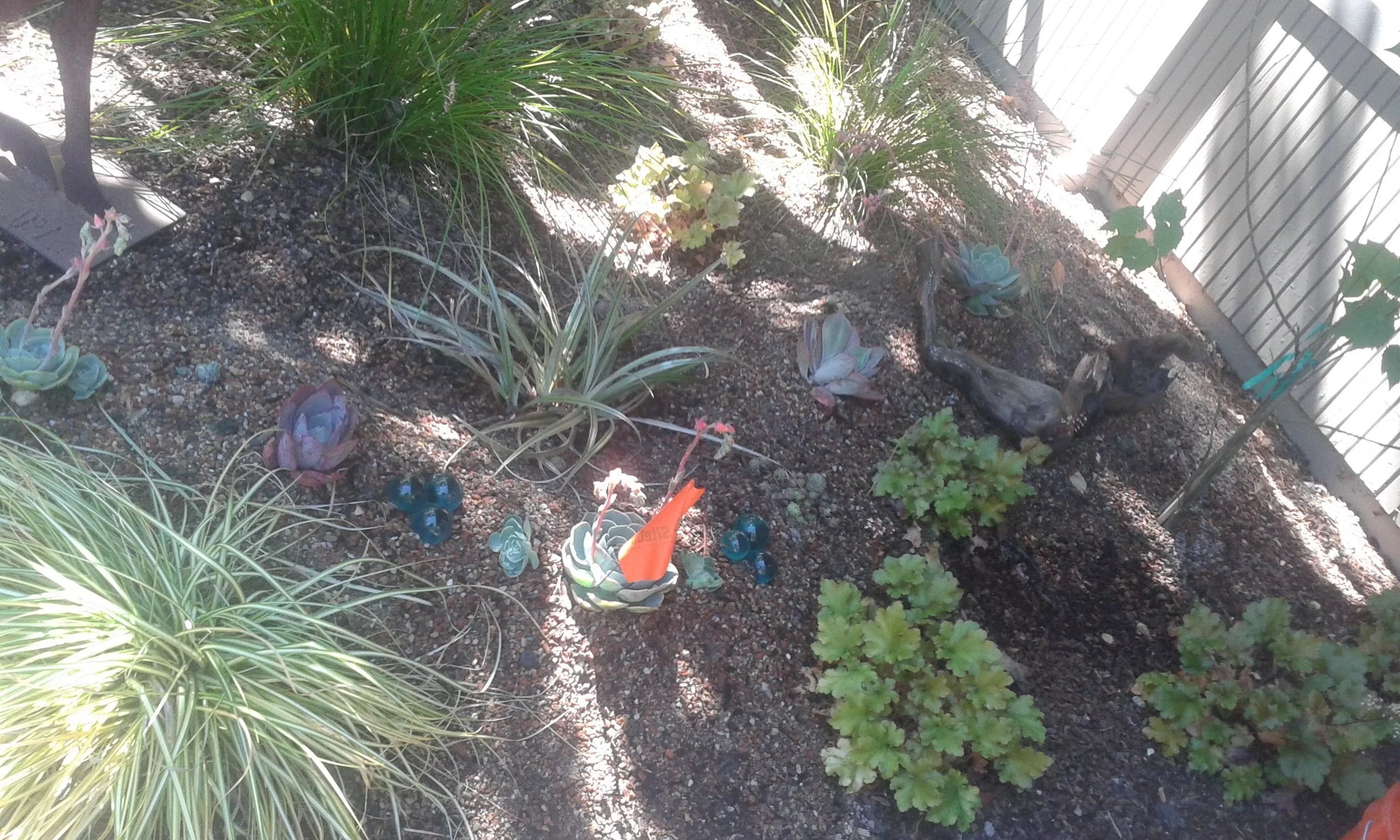 Succulent Mini Berm Before Rock Top Dressing