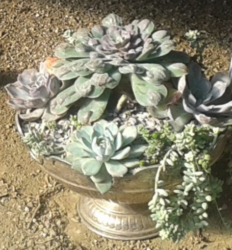 Succulents in silver-4.jpg