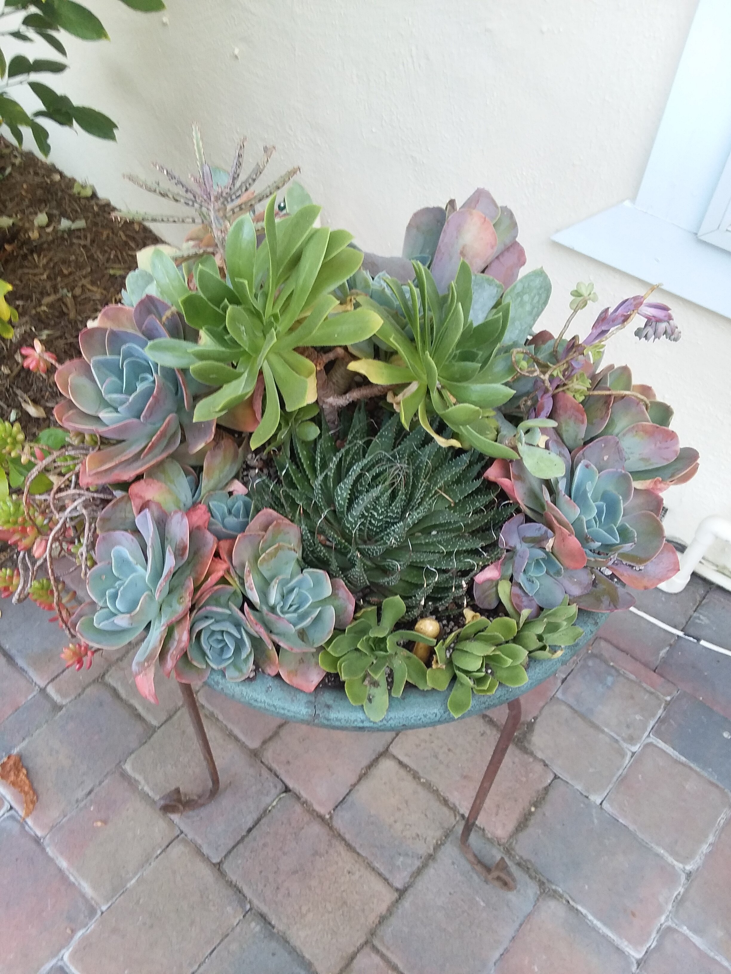 Carlson Back Patio Hose Holder Succulent Container AFTER.jpg