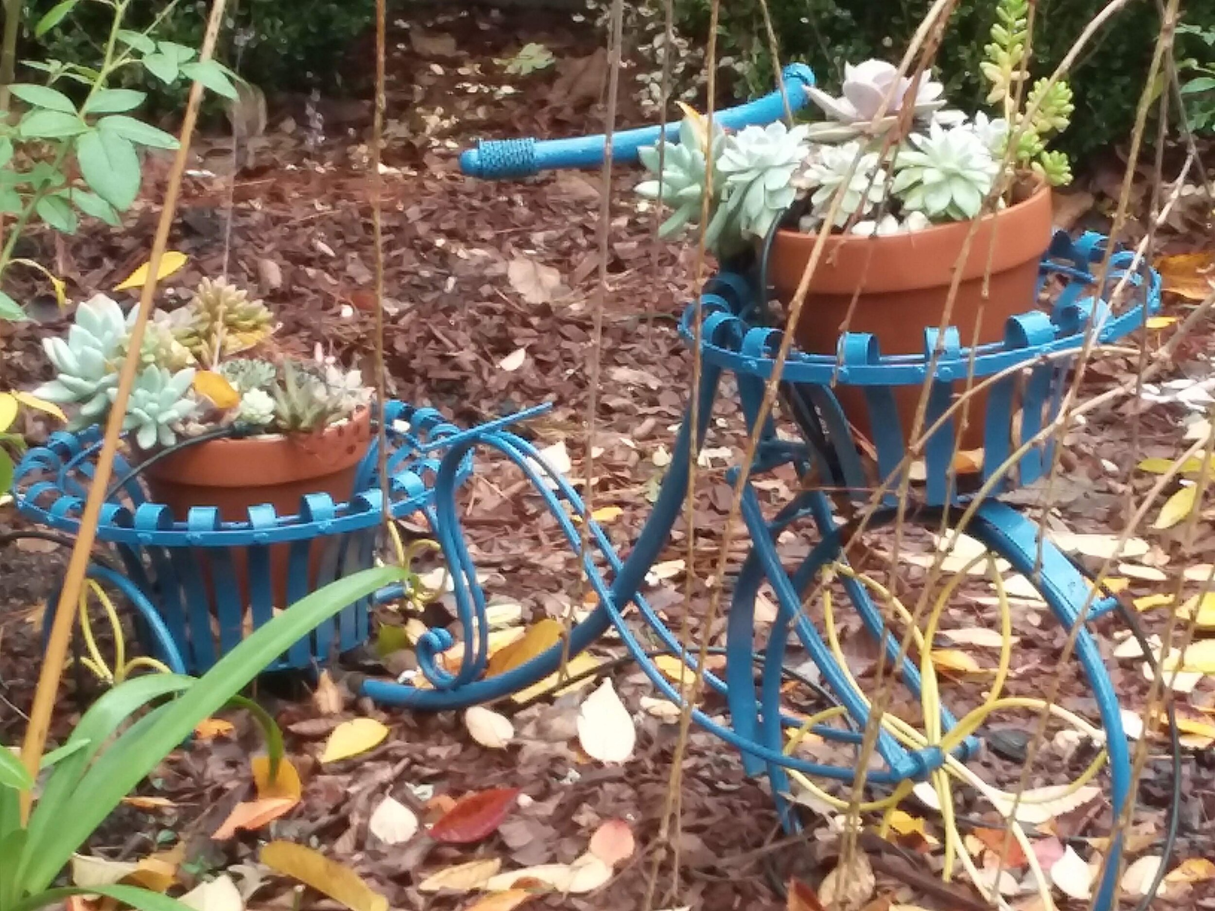 Svetlana's blue bicycle planter BEFORE with terra cotta clay pots.jpg