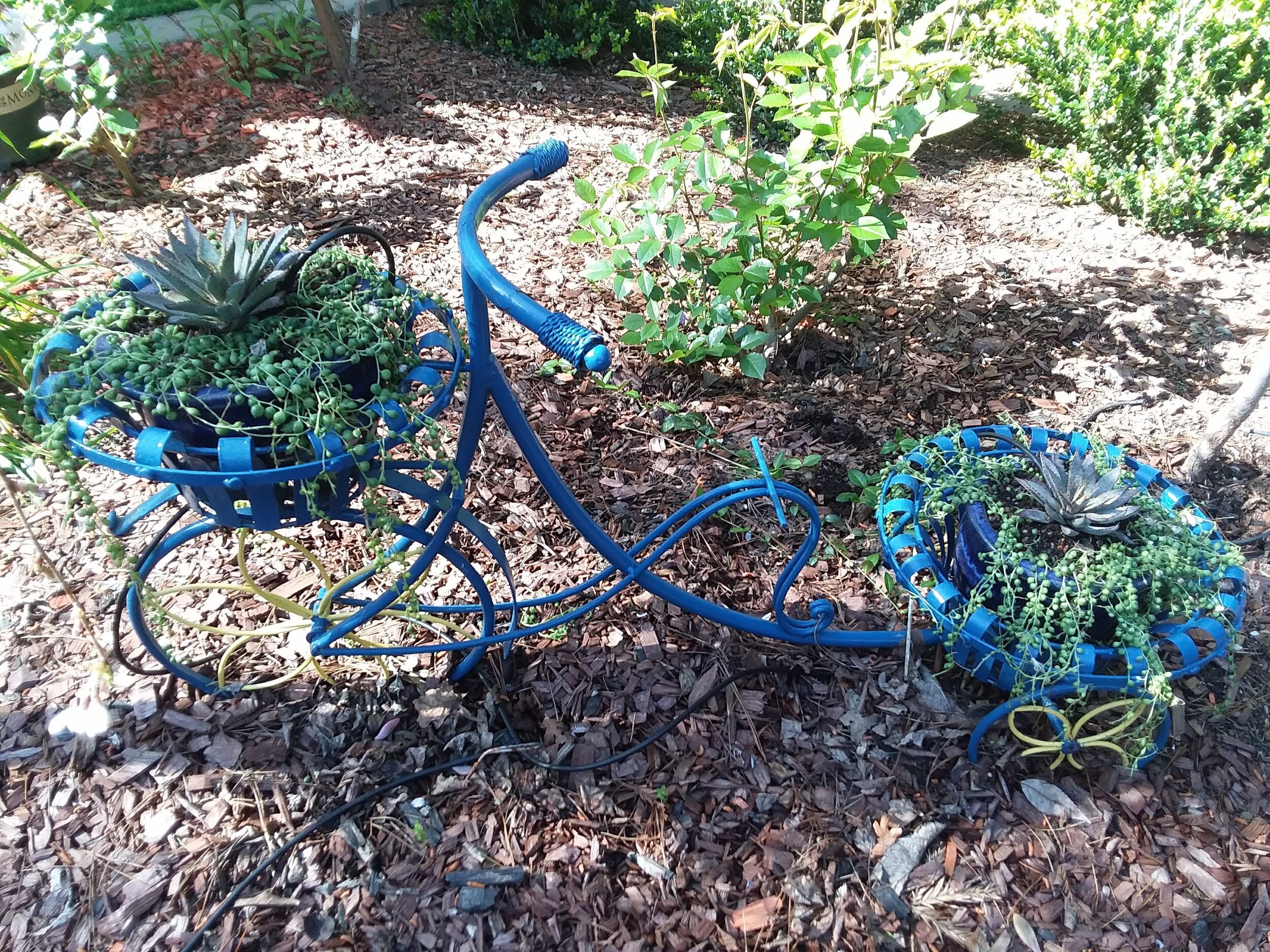 Svetlana's blue bicycle planter AFTER with Mangave Bloodspot.jpg