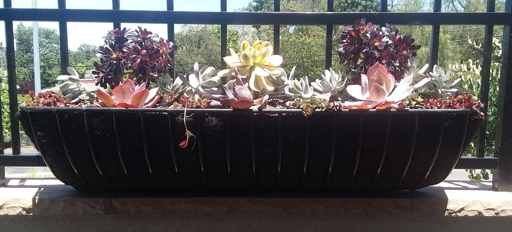 Right+Succulent+Window+Box+on+Main+Patio+Fence+Planted+Sat.%2C+June+6%2C+2020.jpg