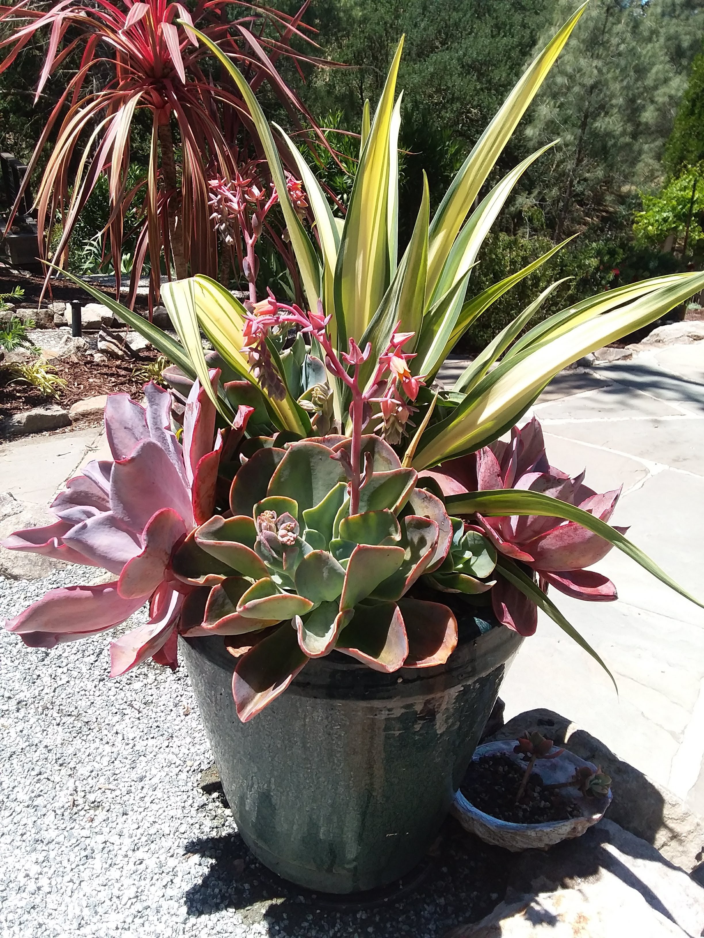 Beschorneria yuccoides Flamingo Glow and Echeveria in Deep Teal Glazed Ceramic Container Sat. May 23, 2020.jpg