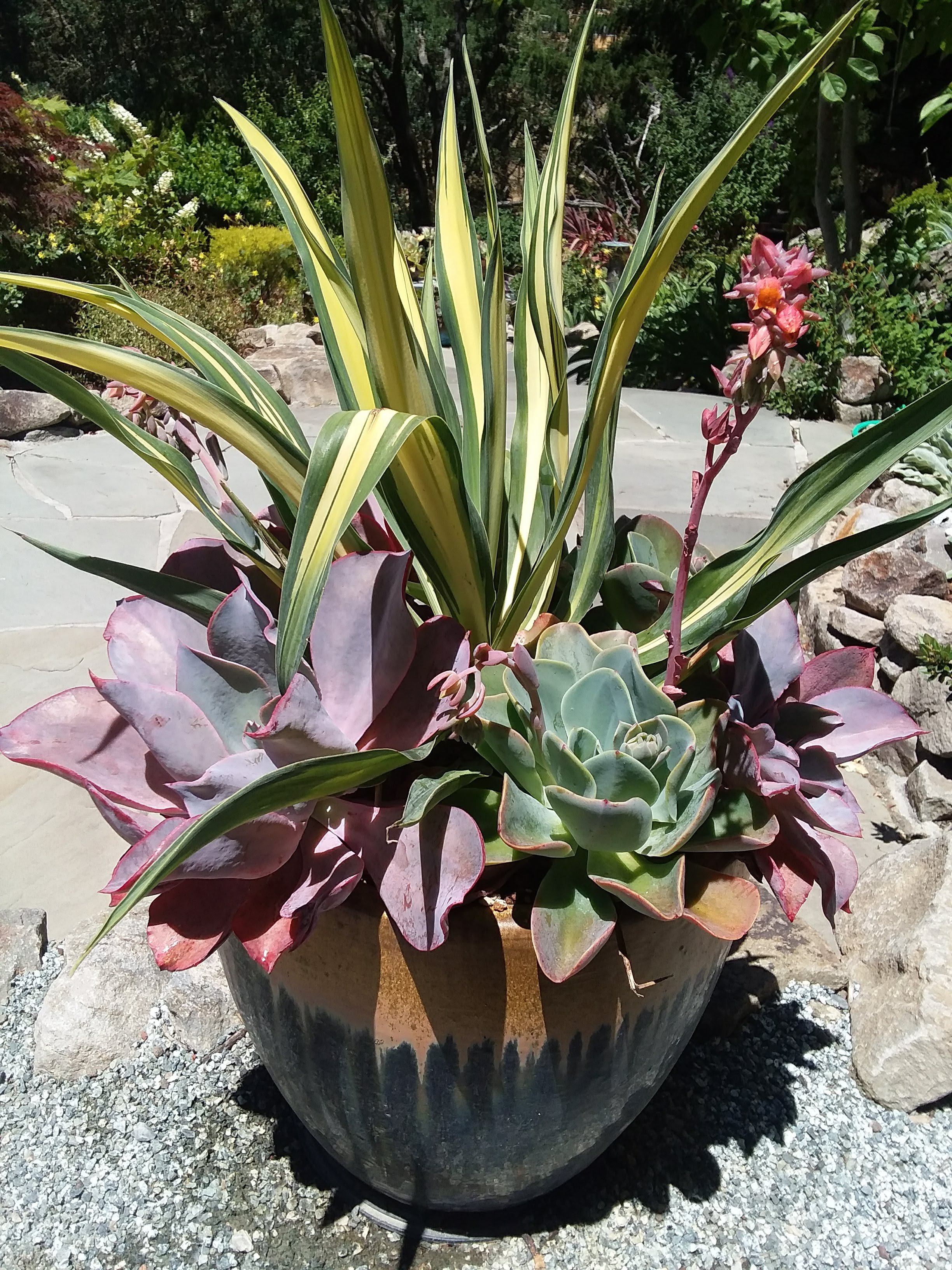 Beschorneria yuccoides Flamingo Glow and Echeveria Afterglow in Bicolor pot Sat., May 23, 2020.jpg