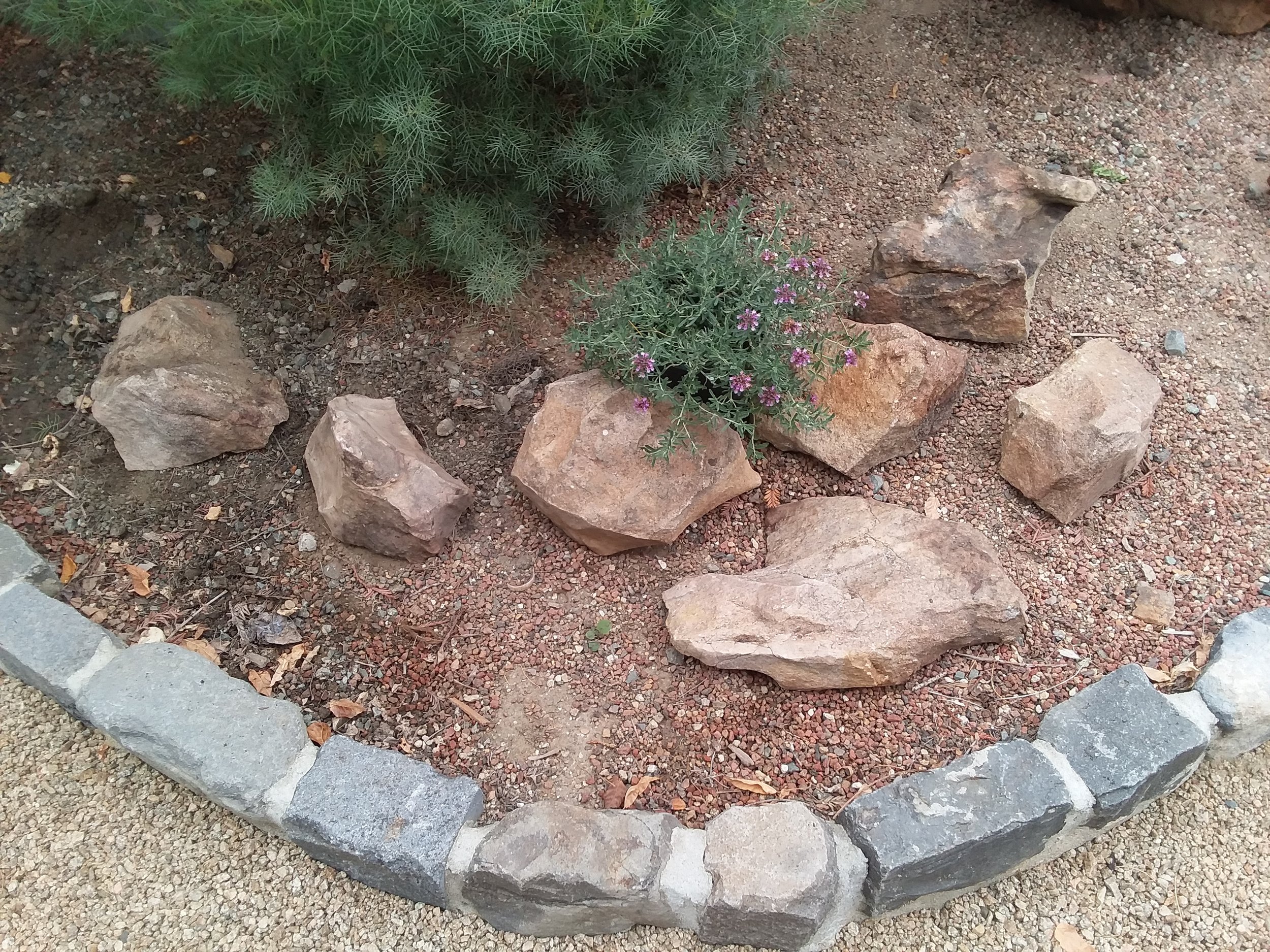 Close up of Small Rocks with just Teucrium cossonii -Majorcan Teucrium - Fruity Germander in front Sat., 10-24-20 .jpg