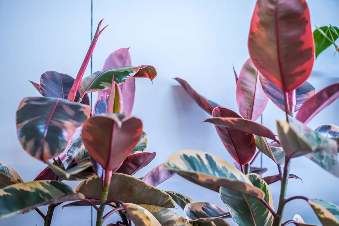 Ficus Elastica