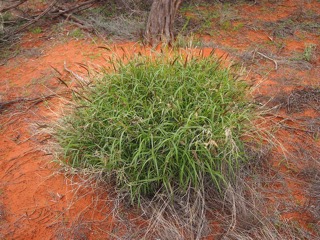 buffel grass_small.jpeg