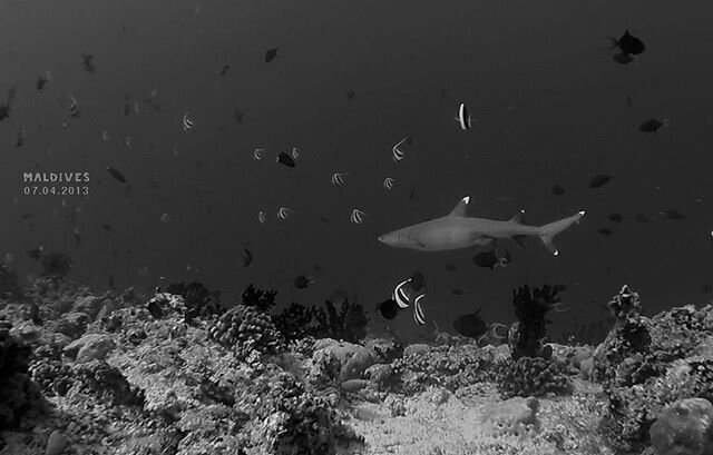 07.04.2013 - I saw my 1st shark. 
Not the best picture but this is a dive I&rsquo;ll never forget. 
@neil.jd @bhushanbagadiapositives and I went diving and didn&rsquo;t care about the dive brief. Haha!  we descended at our own pace and had to fight a