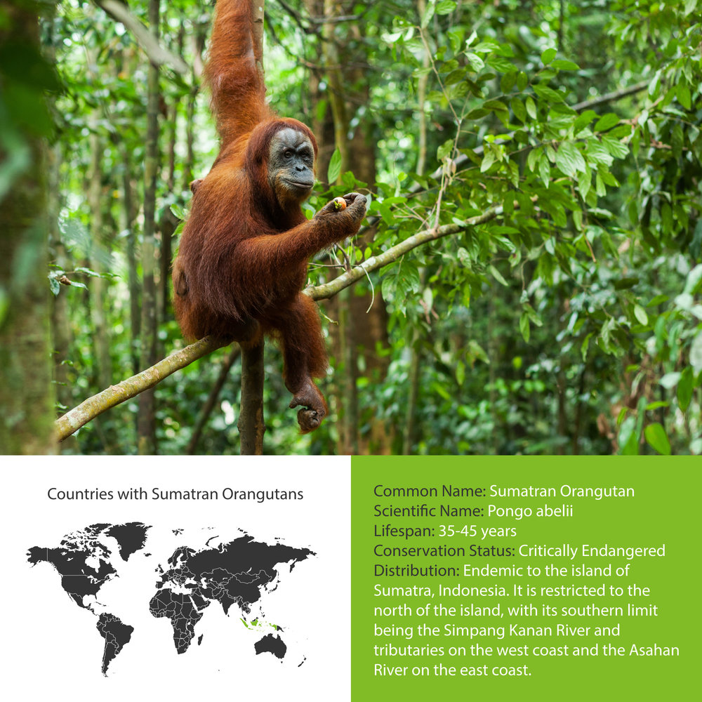 Borneo — Blog — Wildlife Woods