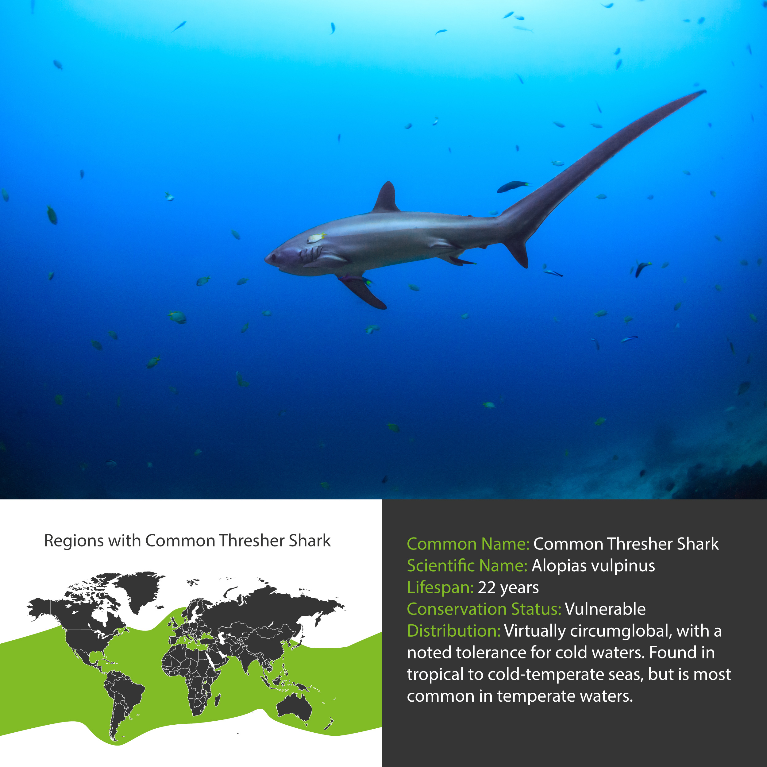 Hammerhead Shark — Blog — Wildlife Woods
