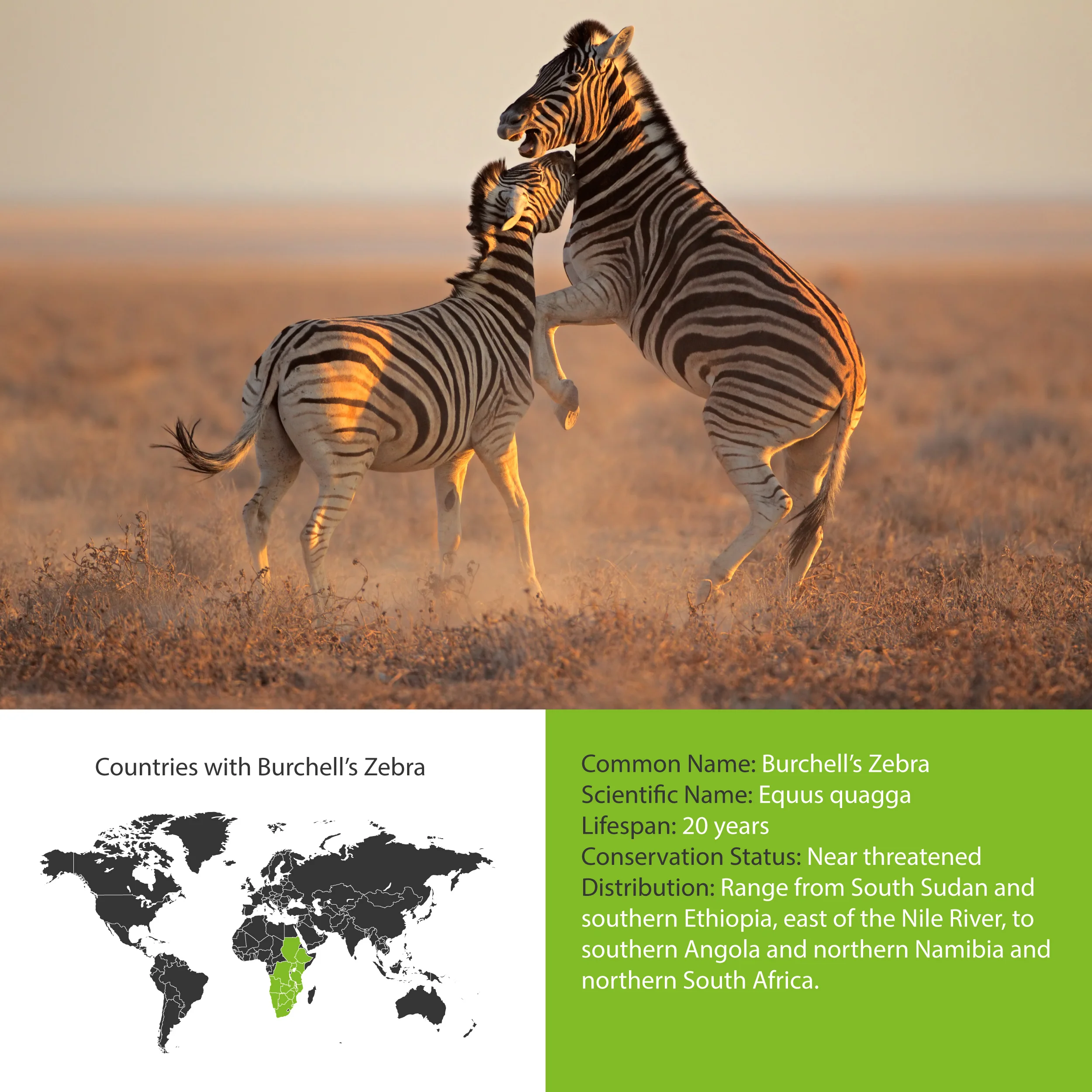 Zebra — Blog — Wildlife Woods