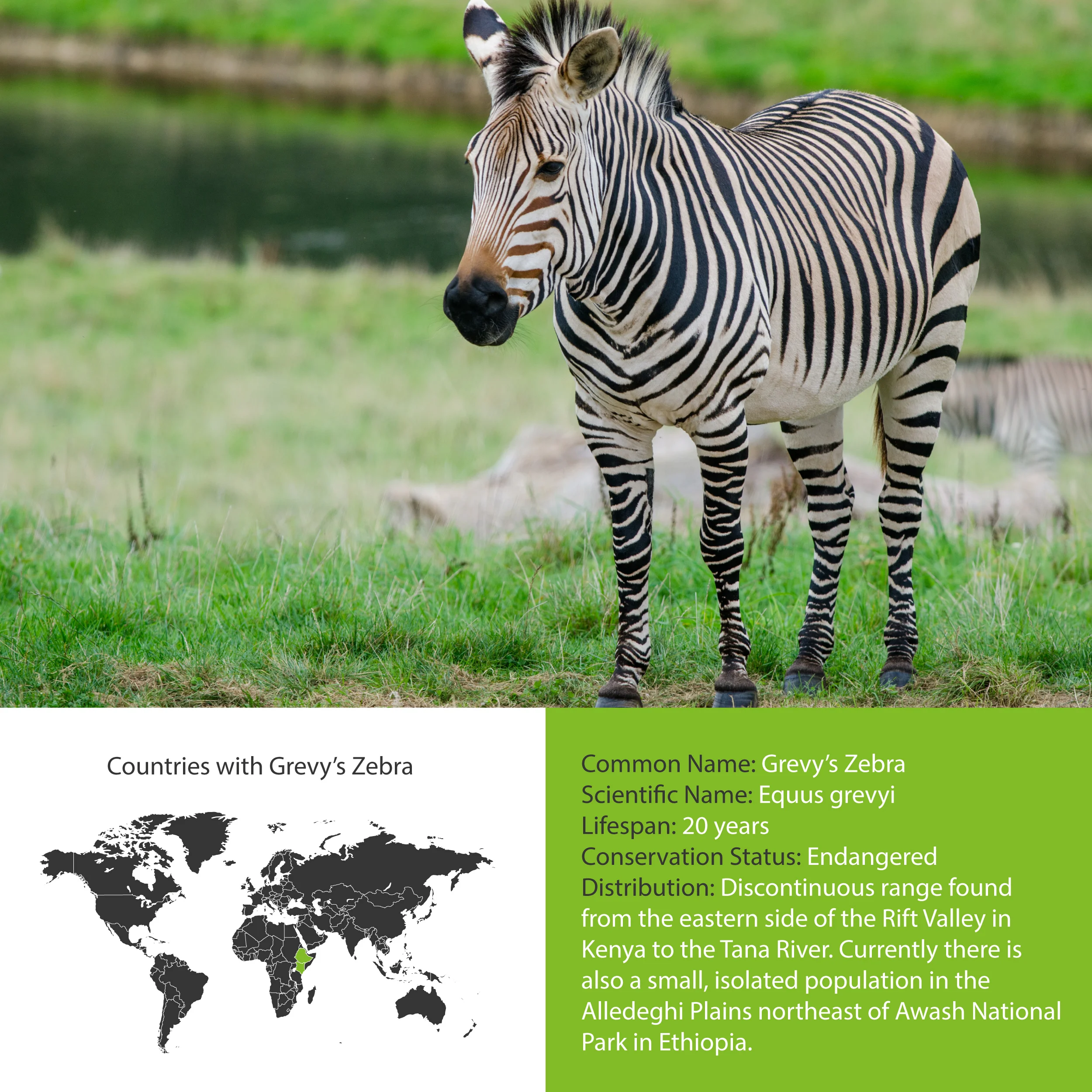 (The Real) Fantastic Beasts and Where to Find Them Equids — Wildlife