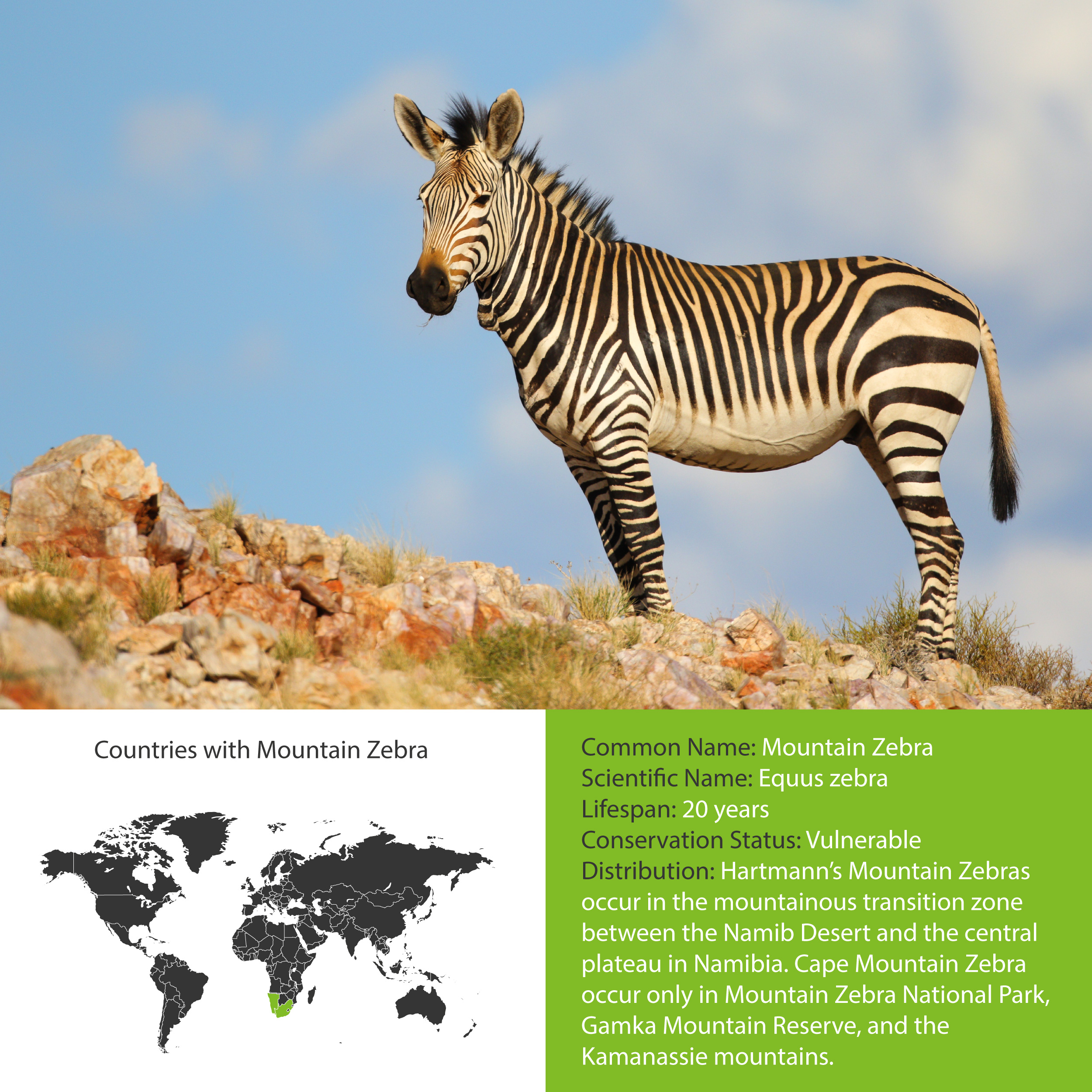Zebra — Blog — Wildlife Woods