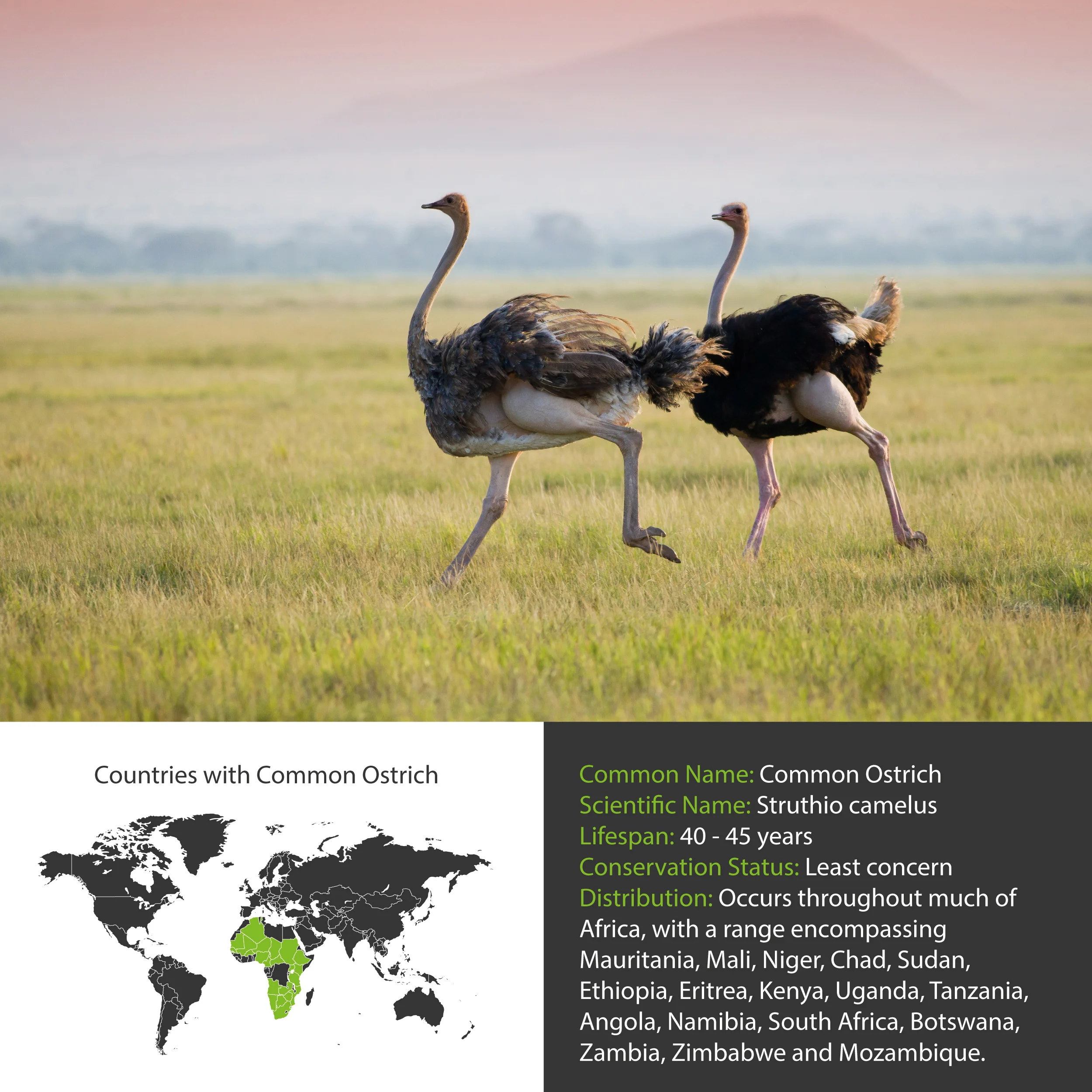 (The Real) Fantastic Beasts and Where to Find Them Giants — Wildlife