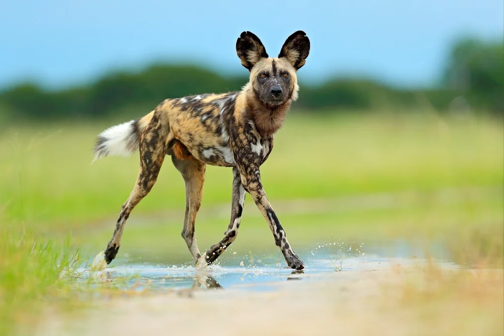 28+ Wild dogs mid north coast