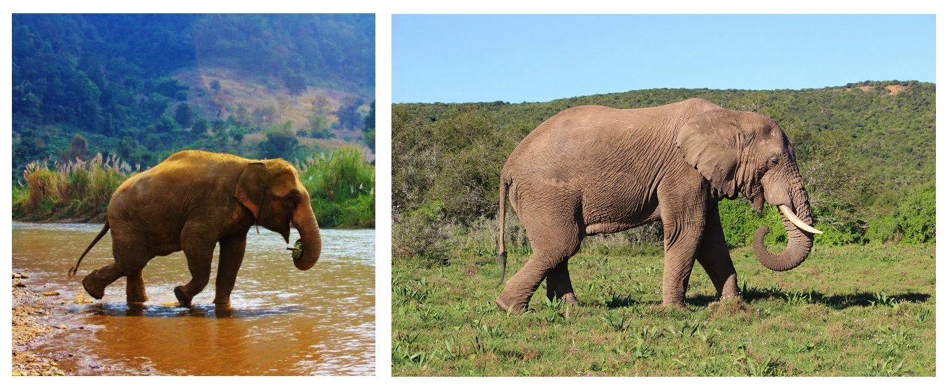 What S The Difference Between Asian And African Elephants — Wildlife Woods