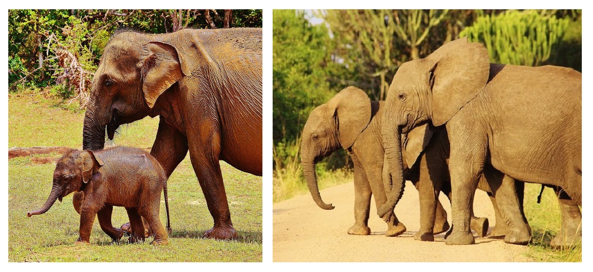 What's the Difference? African Elephants and Asian Elephants