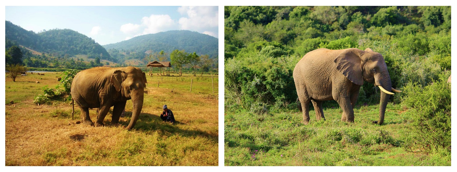 What's the Difference between Asian and African Elephants? — Wildlife Woods
