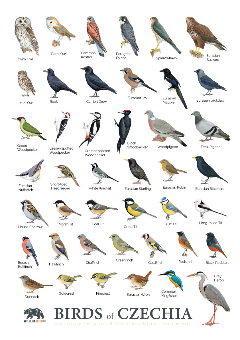 Birds of the Czech Republic — Wildlife Woods