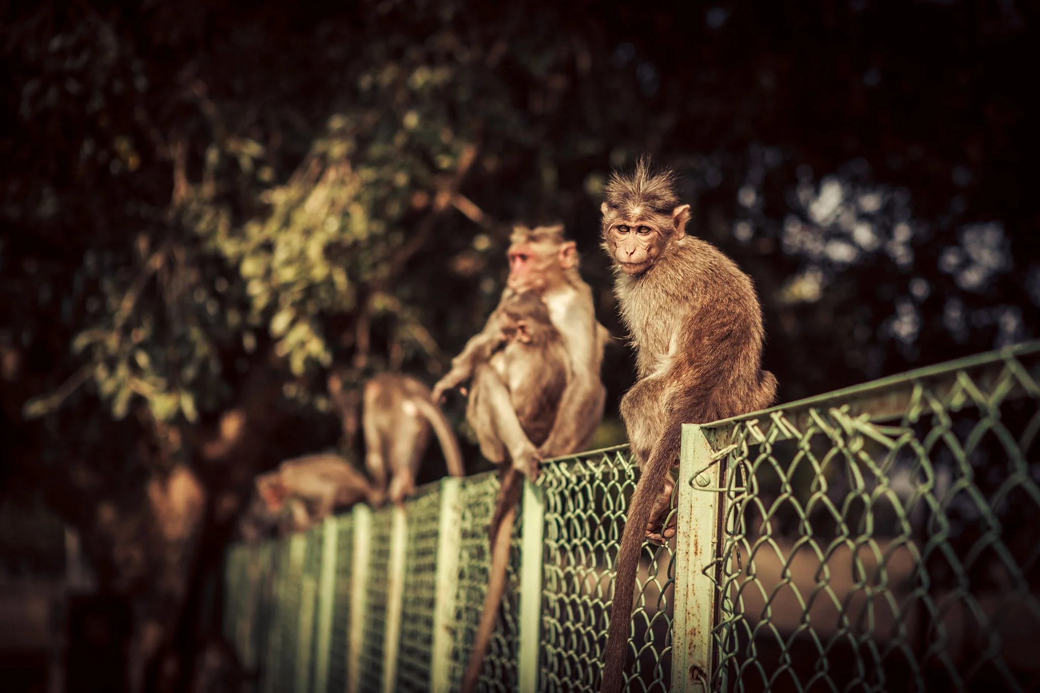 ©ThomasWoollard2012_India-2096.jpg
