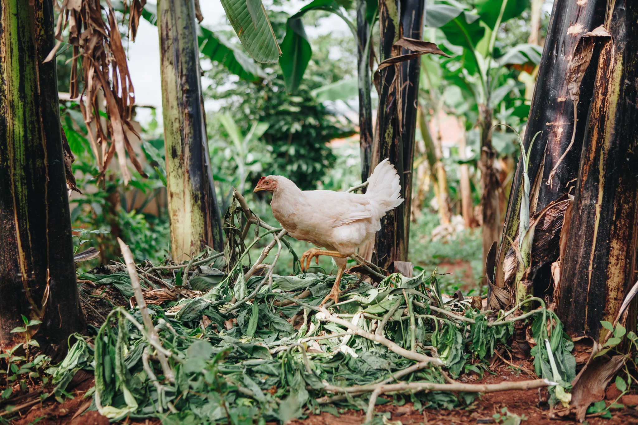 ©TomWoollard_YSB_Uganda_Dec16-1199.jpg